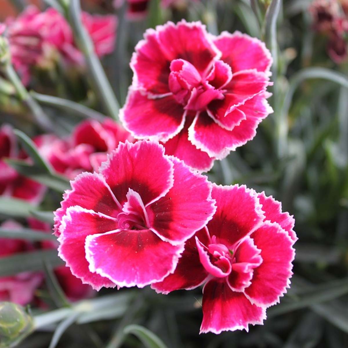 Jardines ingleses: Características, cuidados y tips para construirlo - Dianthus Jardines ingleses: Características, cuidados y tips para construirlo - Dianthus