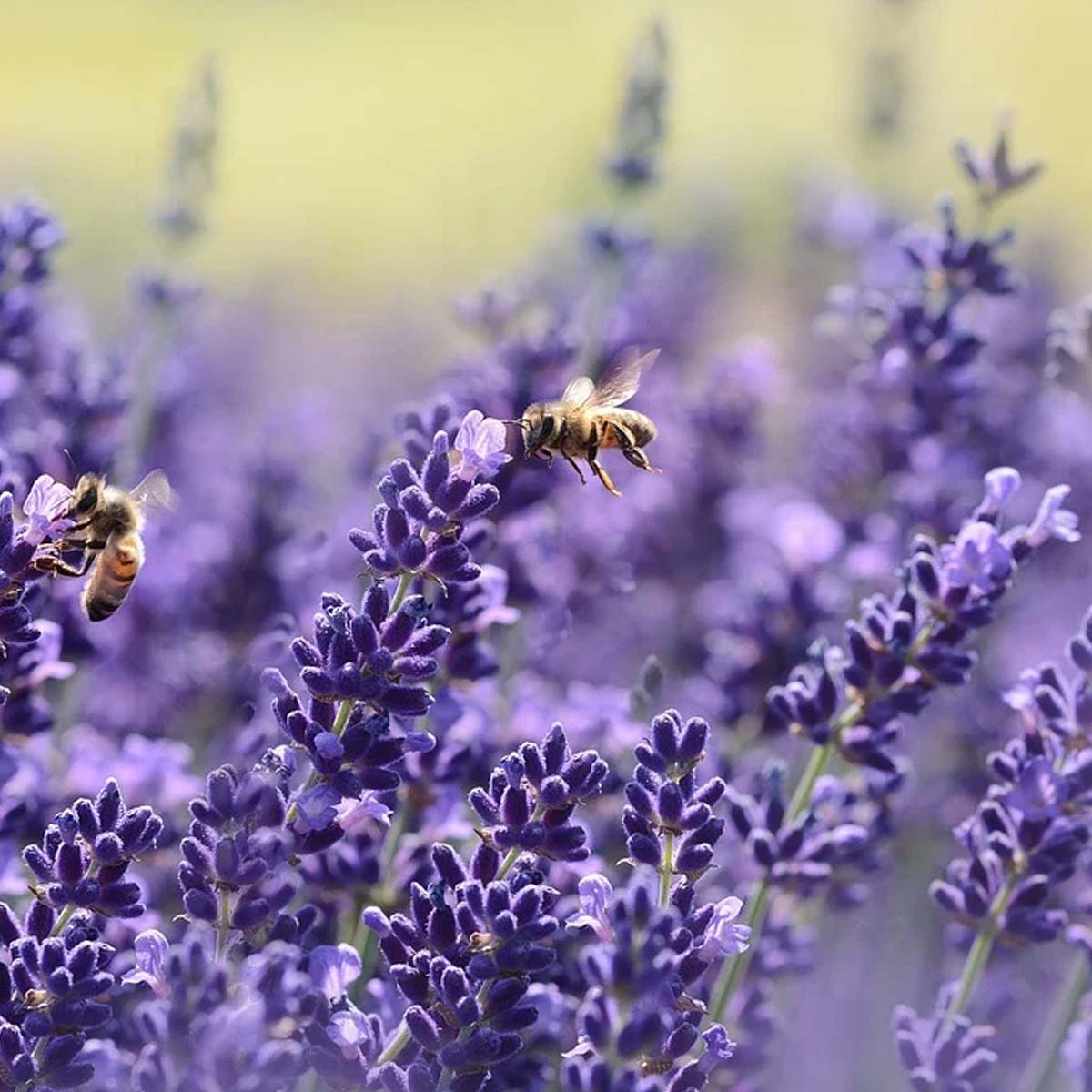 Jardines ingleses: Características, cuidados y tips para construirlo - Lavanda Jardines ingleses: Características, cuidados y tips para construirlo - Lavanda