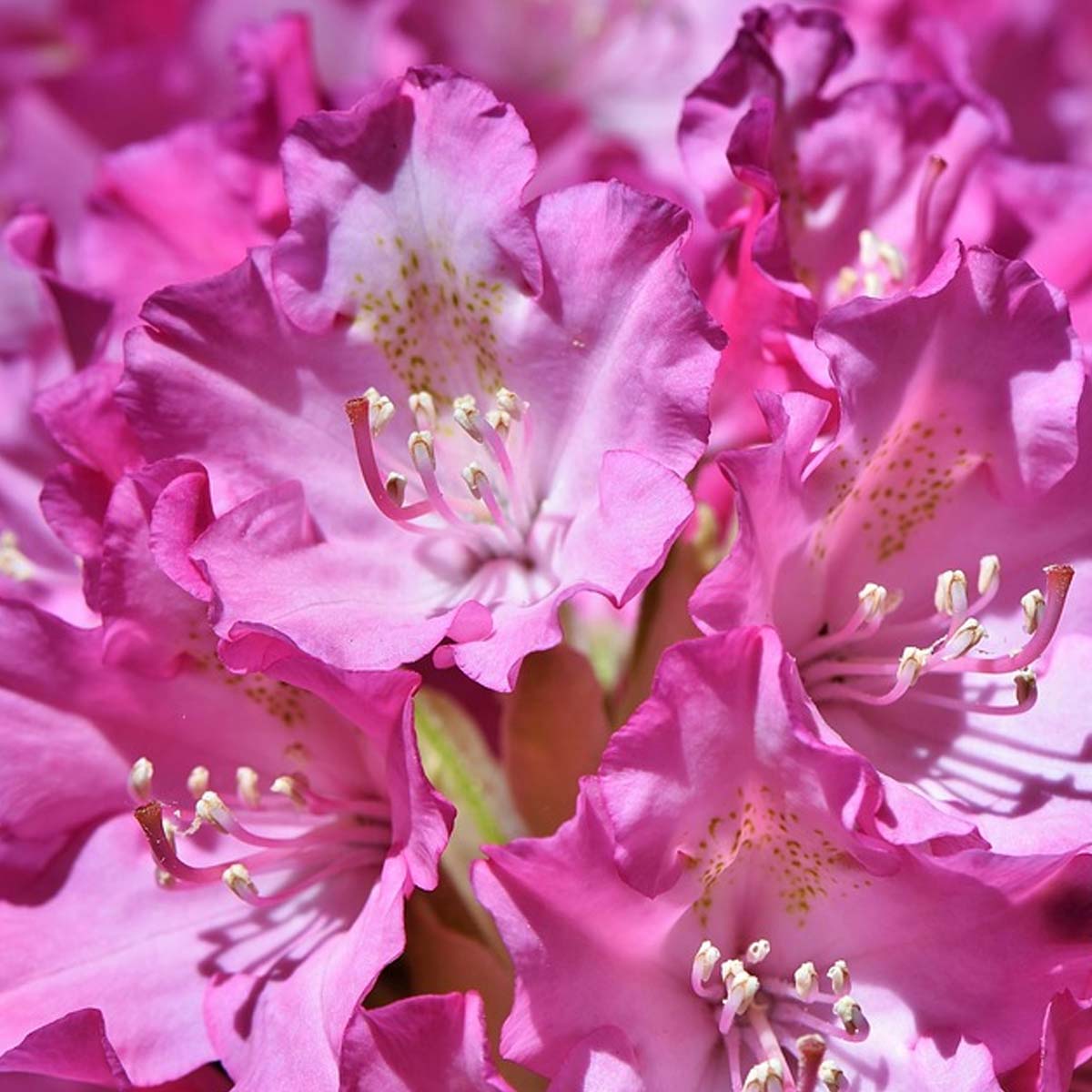 Jardines ingleses: Características, cuidados y tips para construirlo - Rododendro Jardines ingleses: Características, cuidados y tips para construirlo - Rododendro