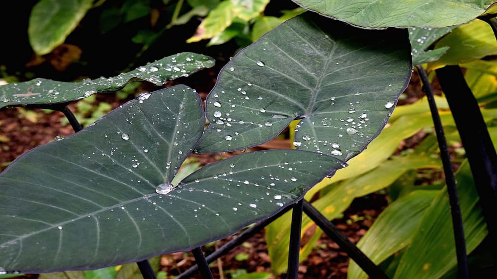 Plantas ornamentales para jardines tropicales - Oreja de elefante Oreja de elefante