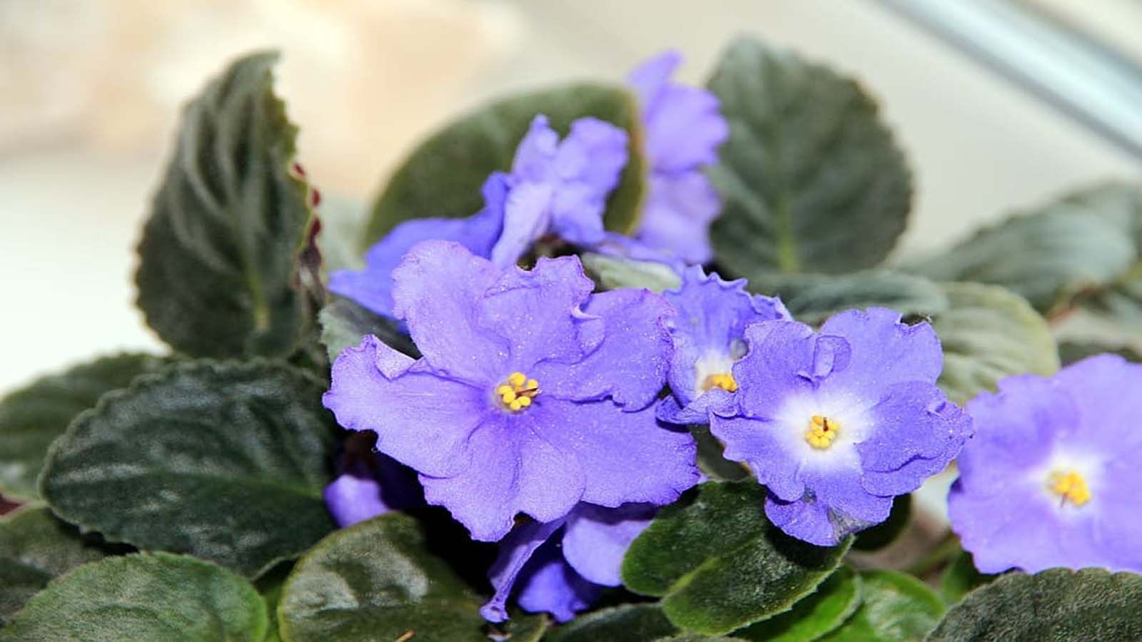 Violeta africana