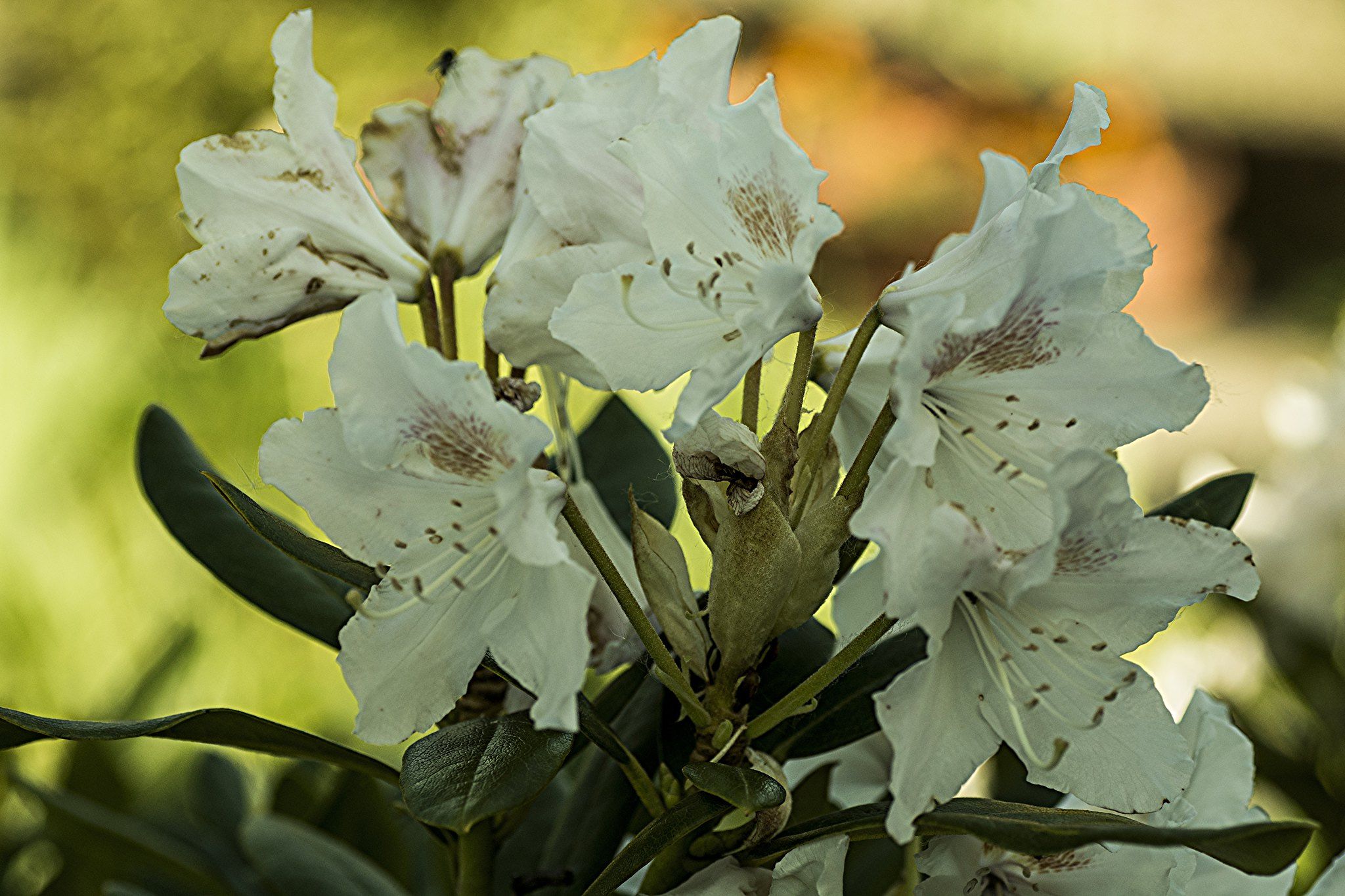 Rododendron (Azalea)
