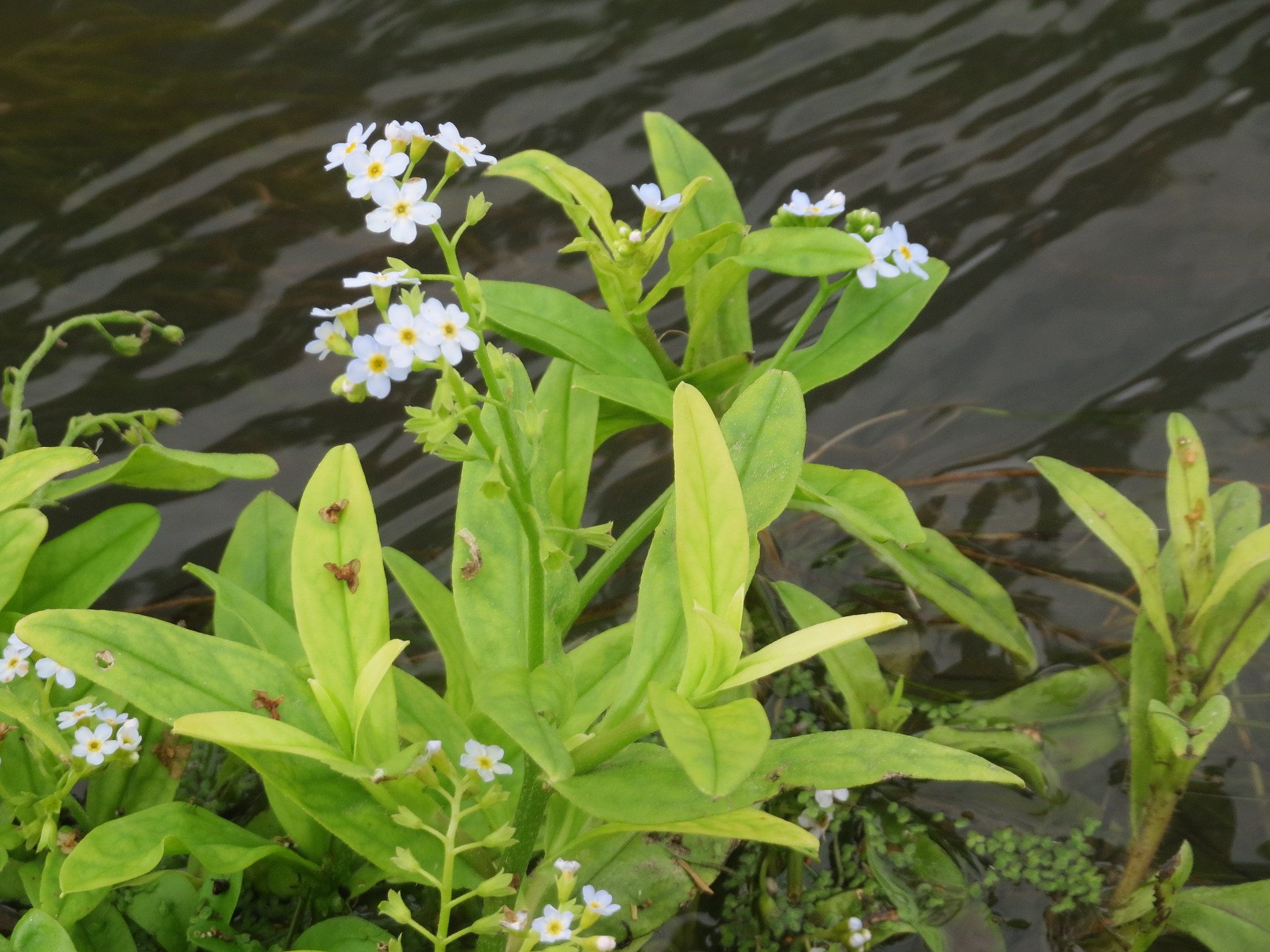 Myosotis scorpioides (No me olvides)