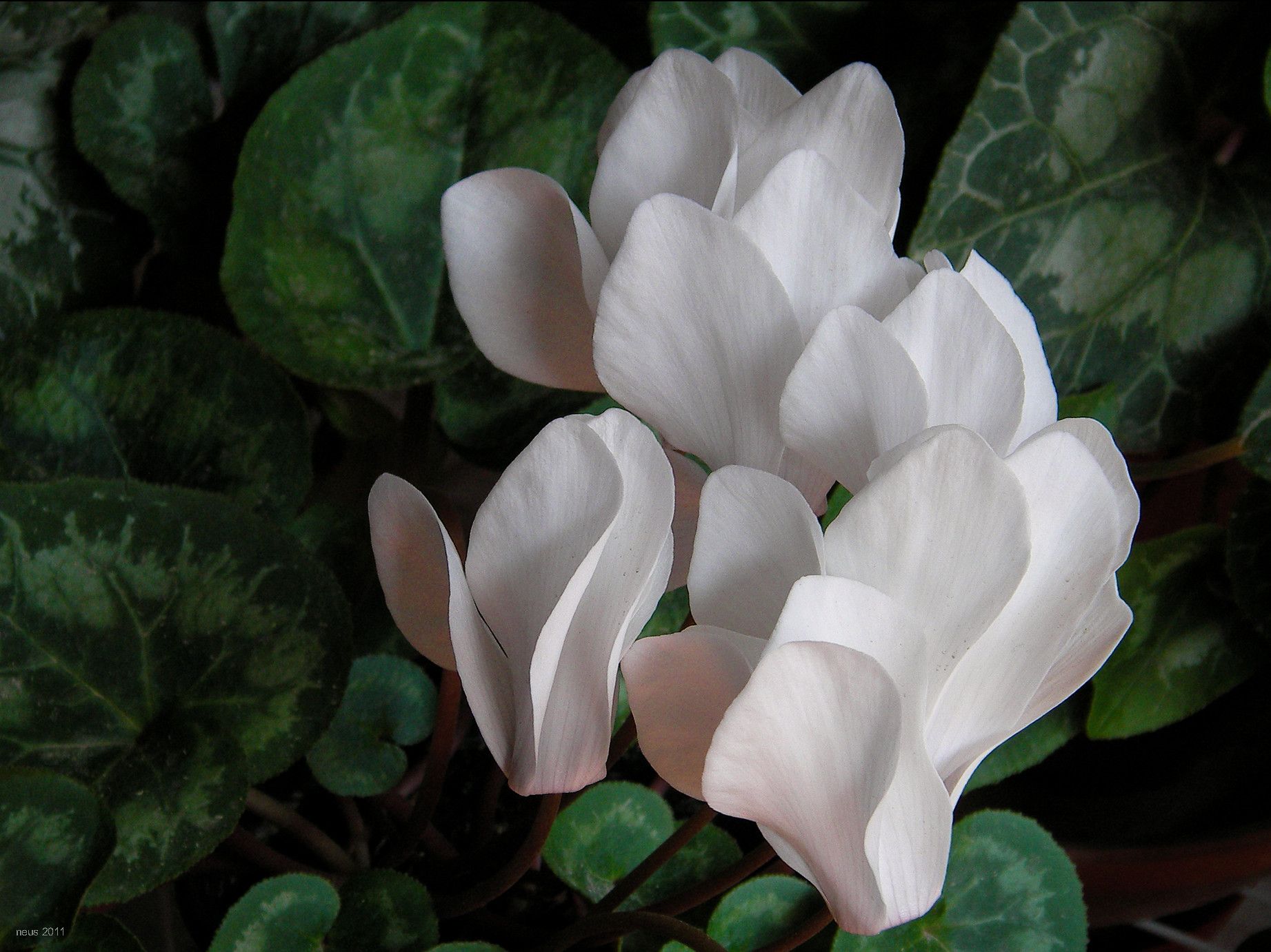 Plantas de sombra en otoño 1 Plantas de sombra en otoño - Cyclamen persicum (Violeta de los Alpes)
