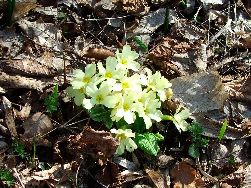 Plantas de sombra en otoño 3 Plantas de sombra en otoño - Primula vulgaris (Oreja de oso)