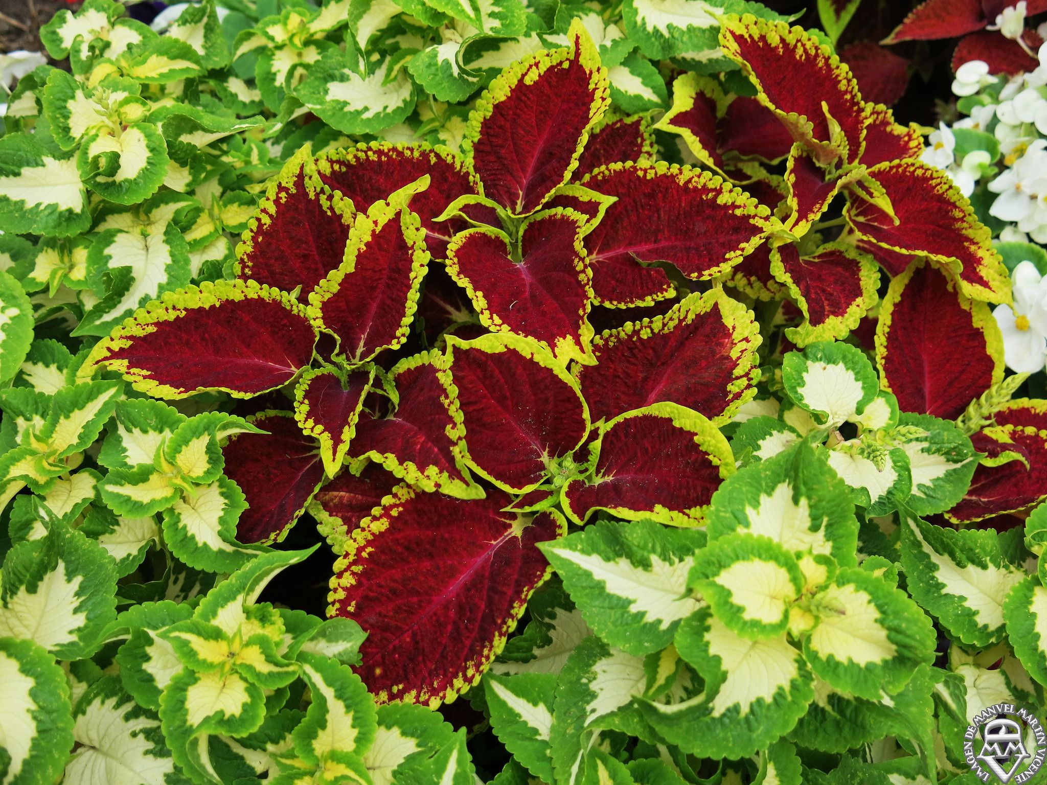 Plantas de sombra en otoño 4 Plantas de sombra en otoño - Solenostemon (Cóleo)