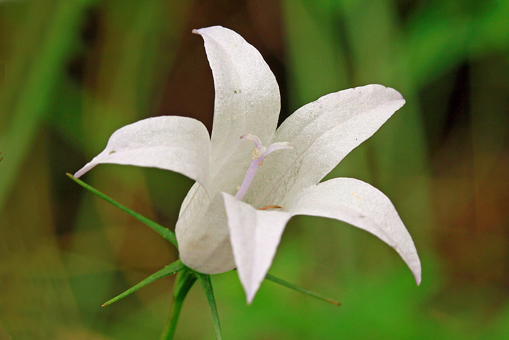 Campanula rapunculus (Rapónchigo)