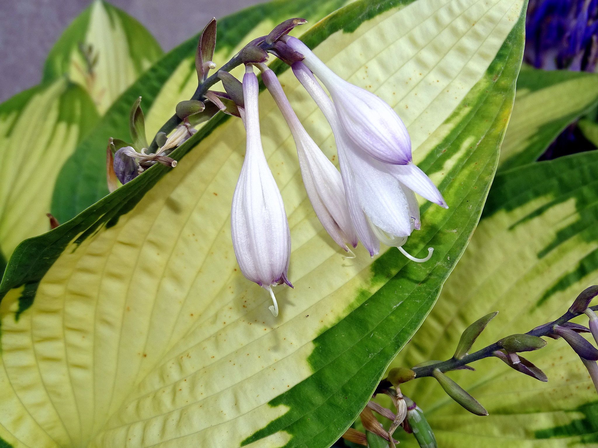 Hosta (Planta de Lidia)