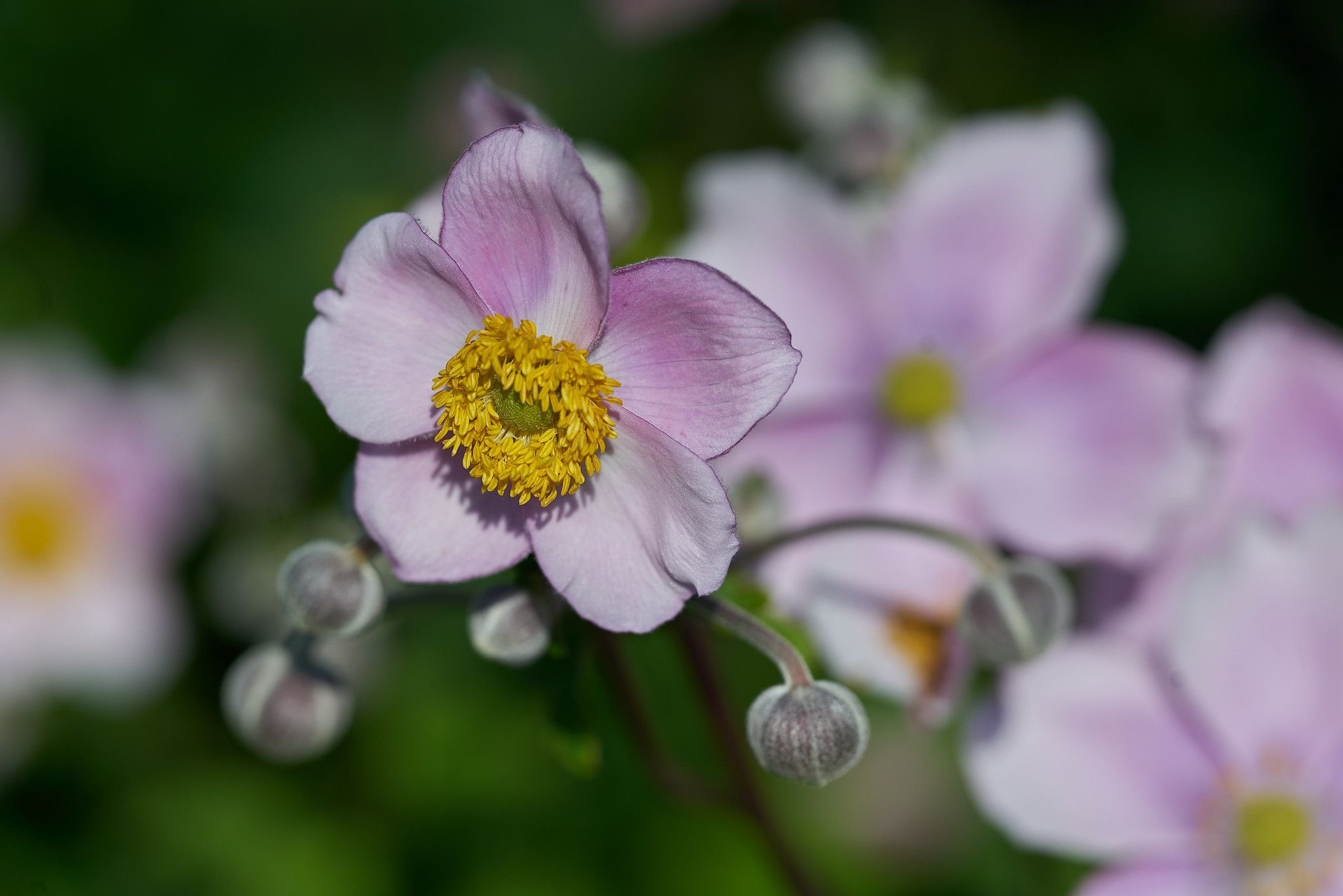 Anemone hupehensis (Anémona japonesa)