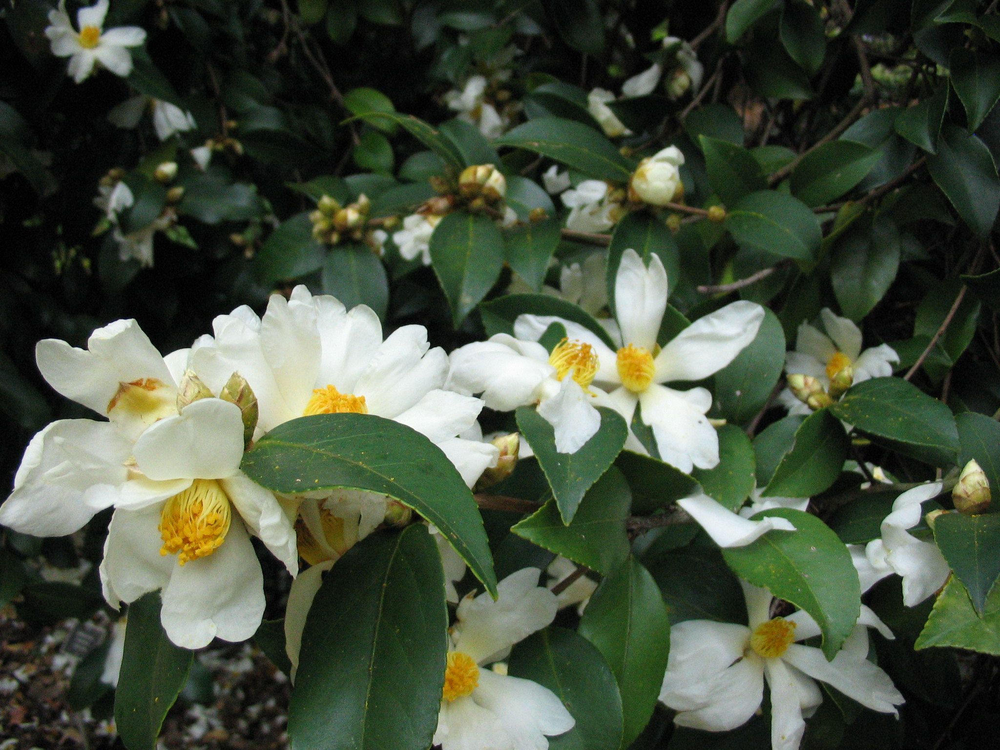 Camellia oleífera (Camelia)