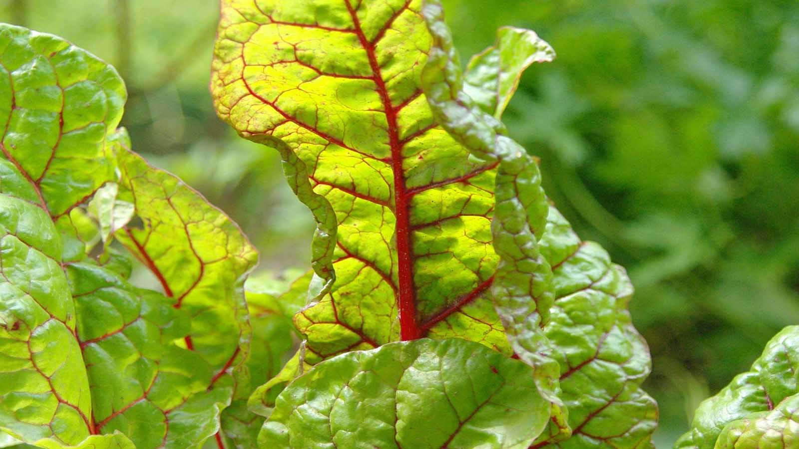Acelga (Beta vulgaris)