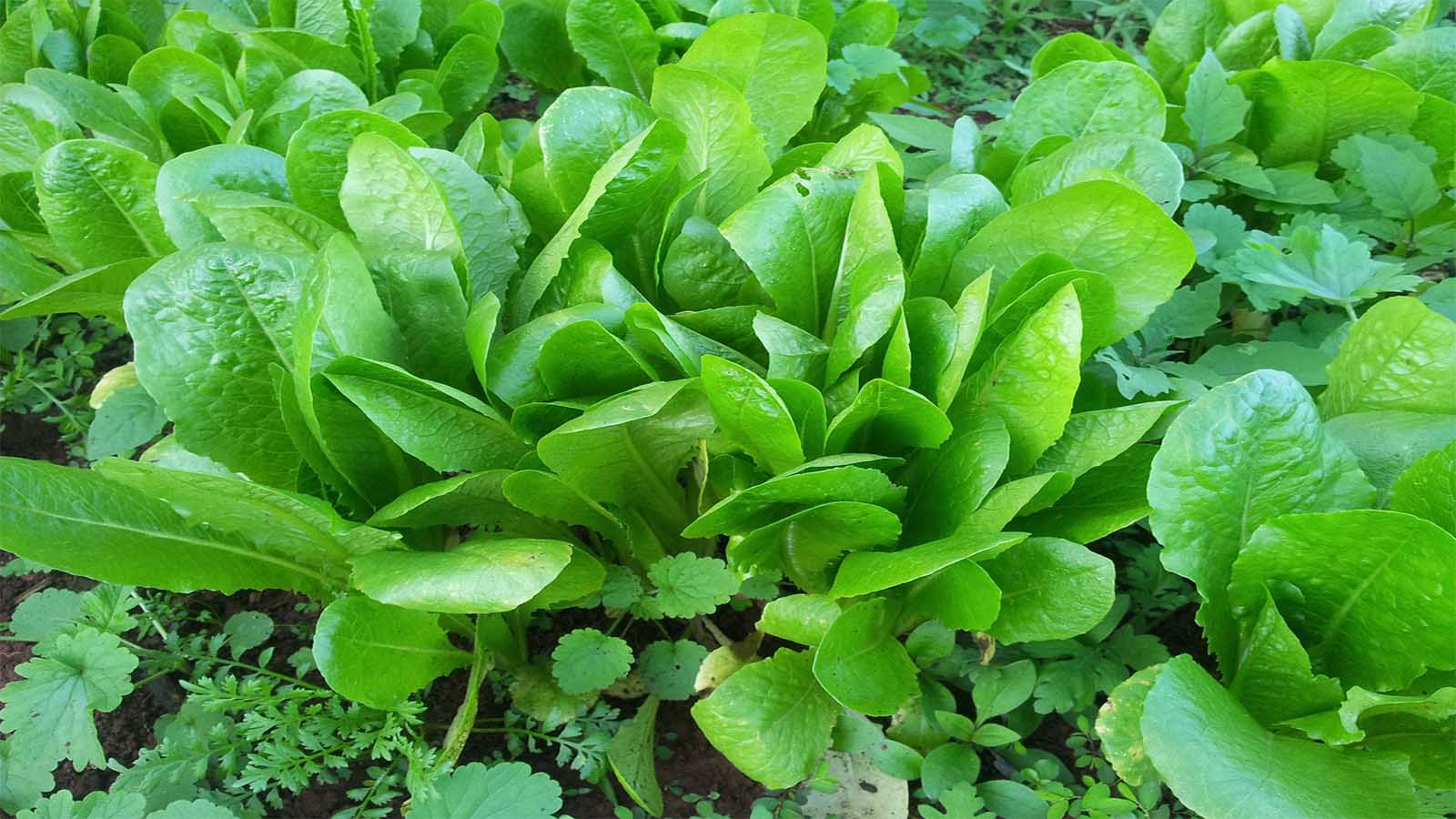Jardín en otoño -Achicoria Cichorium endivia (Achicoria)