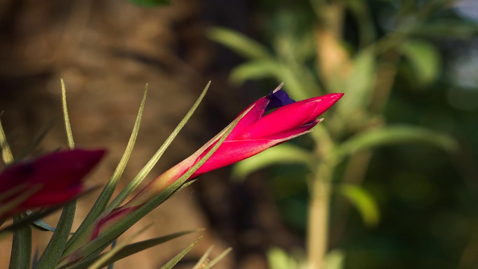 Plantas de aire - Clavel de aire Clavel de aire