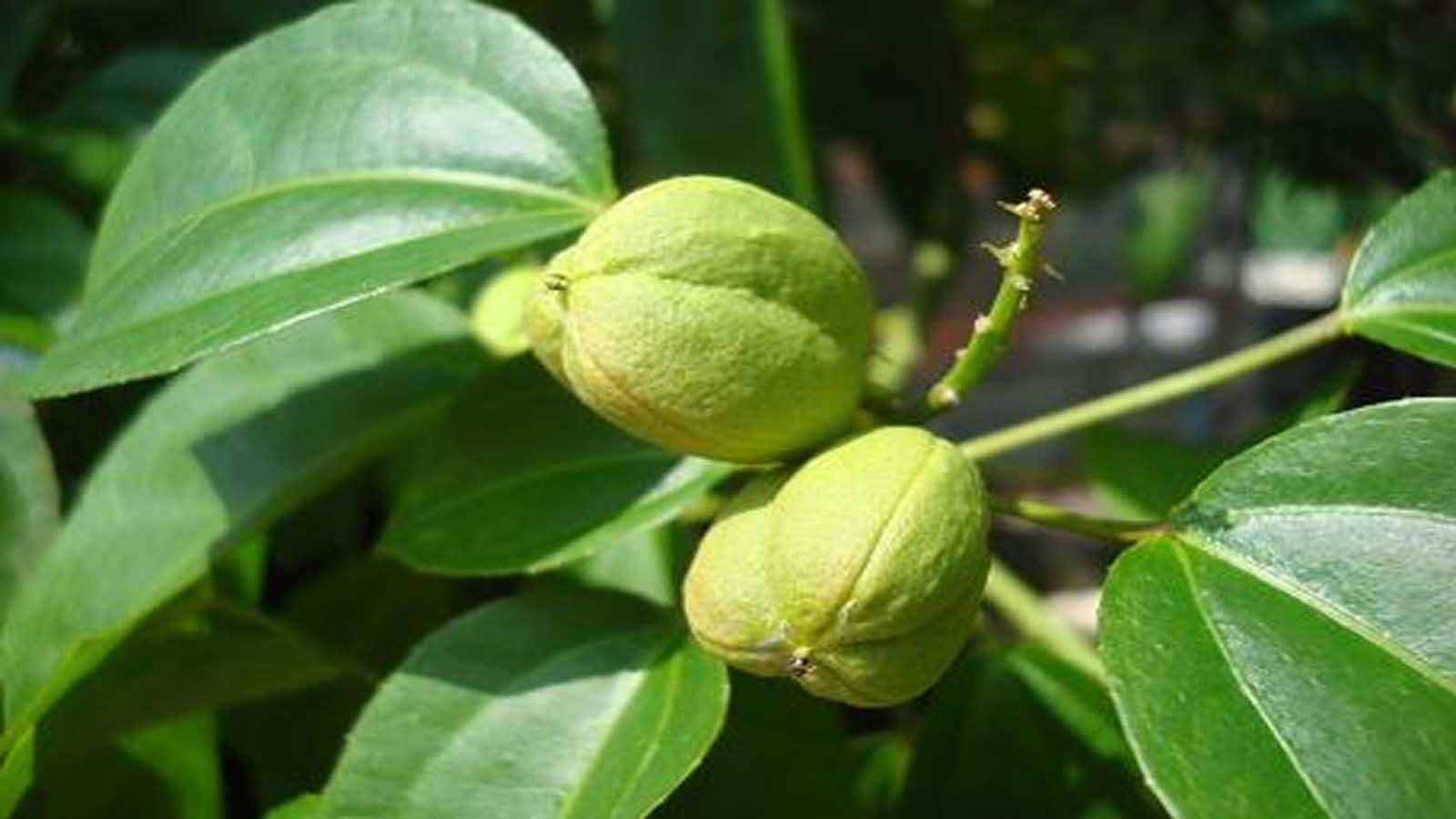 Jardín en otoño - Crotoncillo Croton tiglium (Crotoncillo)