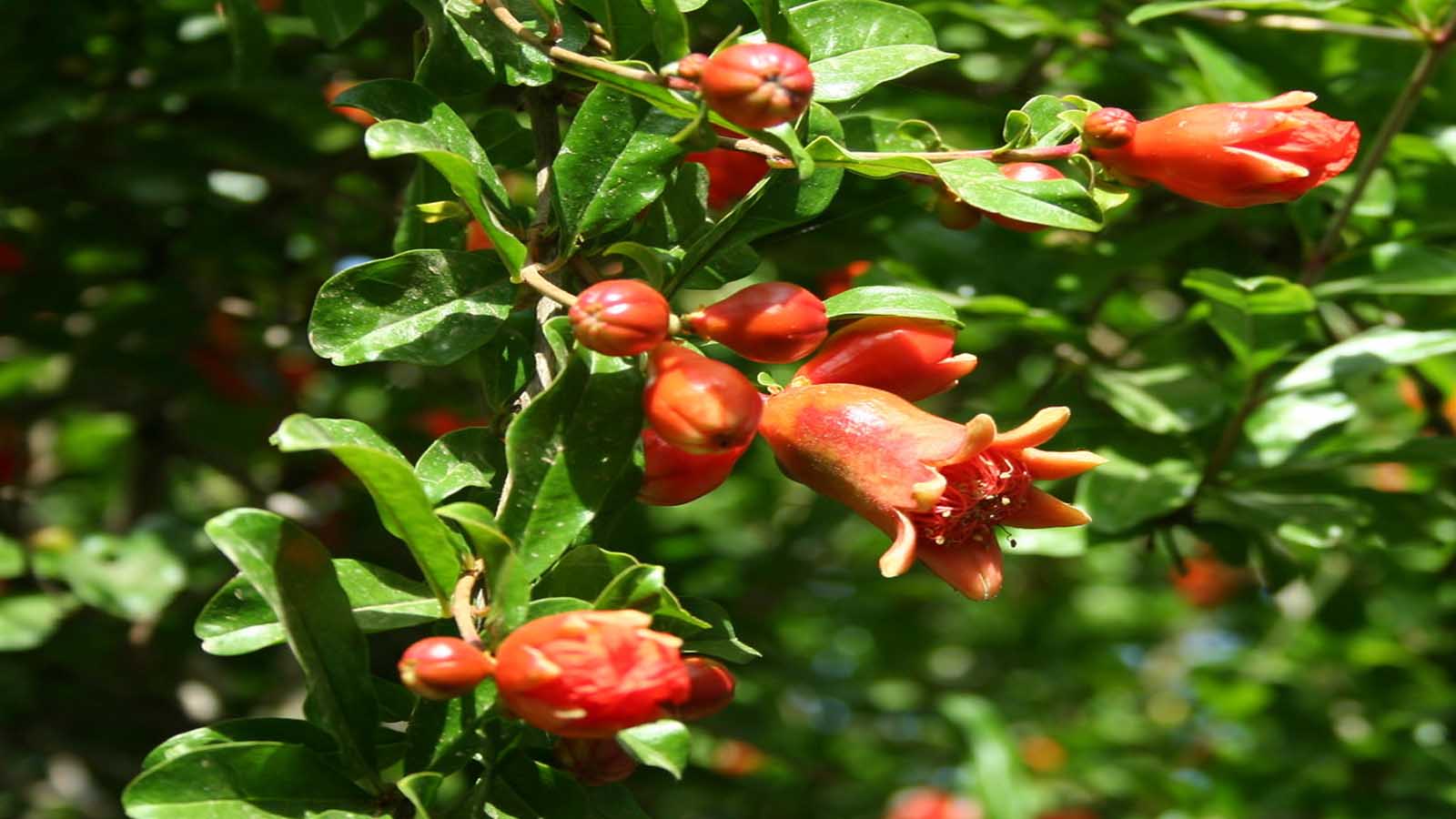 Jardín en otoño - Granado Punica granatum (Granado)