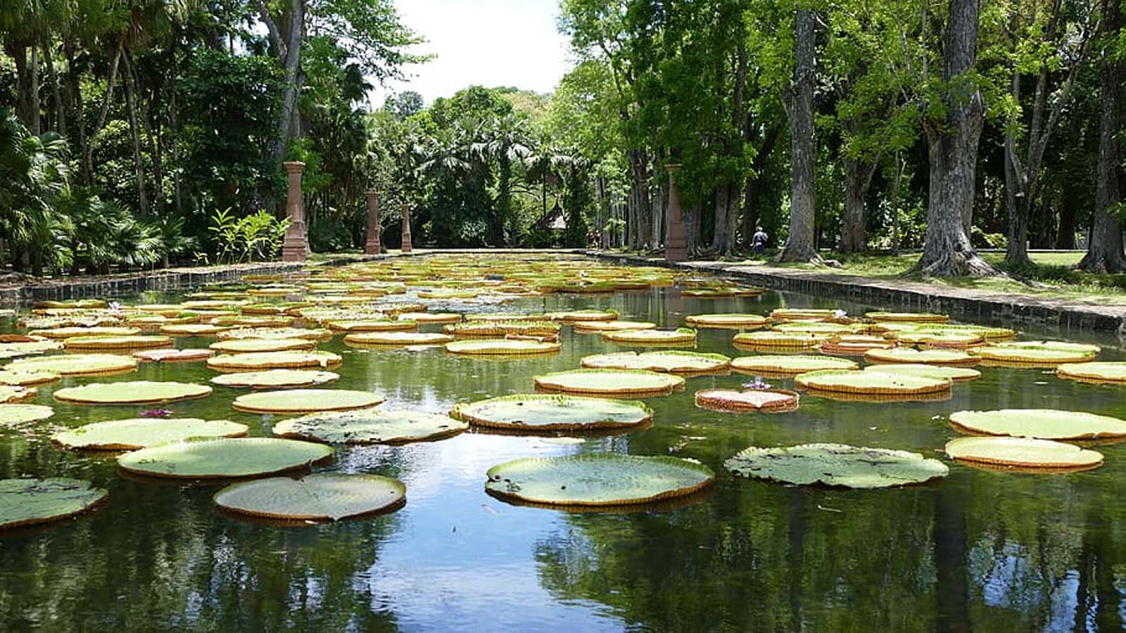 Jardín Botánico de Pamplemousses 2