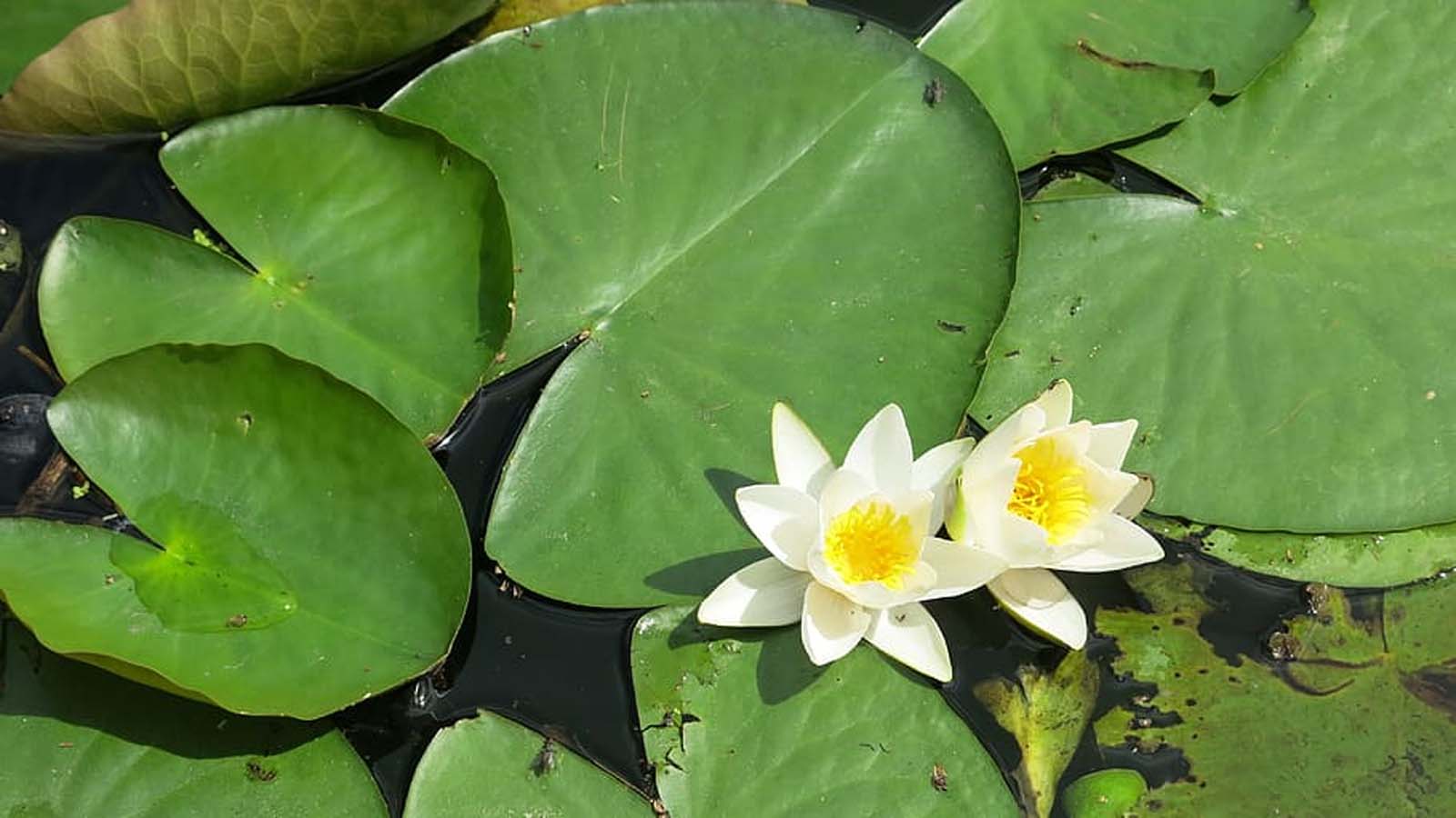 Jardín Botánico de Pamplemousses 4