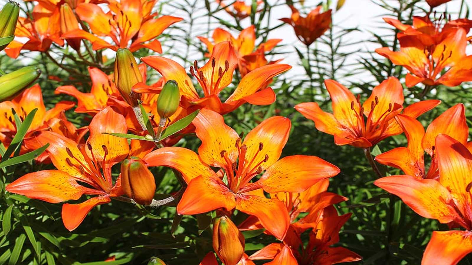 Jardín en otoño - Lirio de campo Alstroemeria (Lirio de campo)