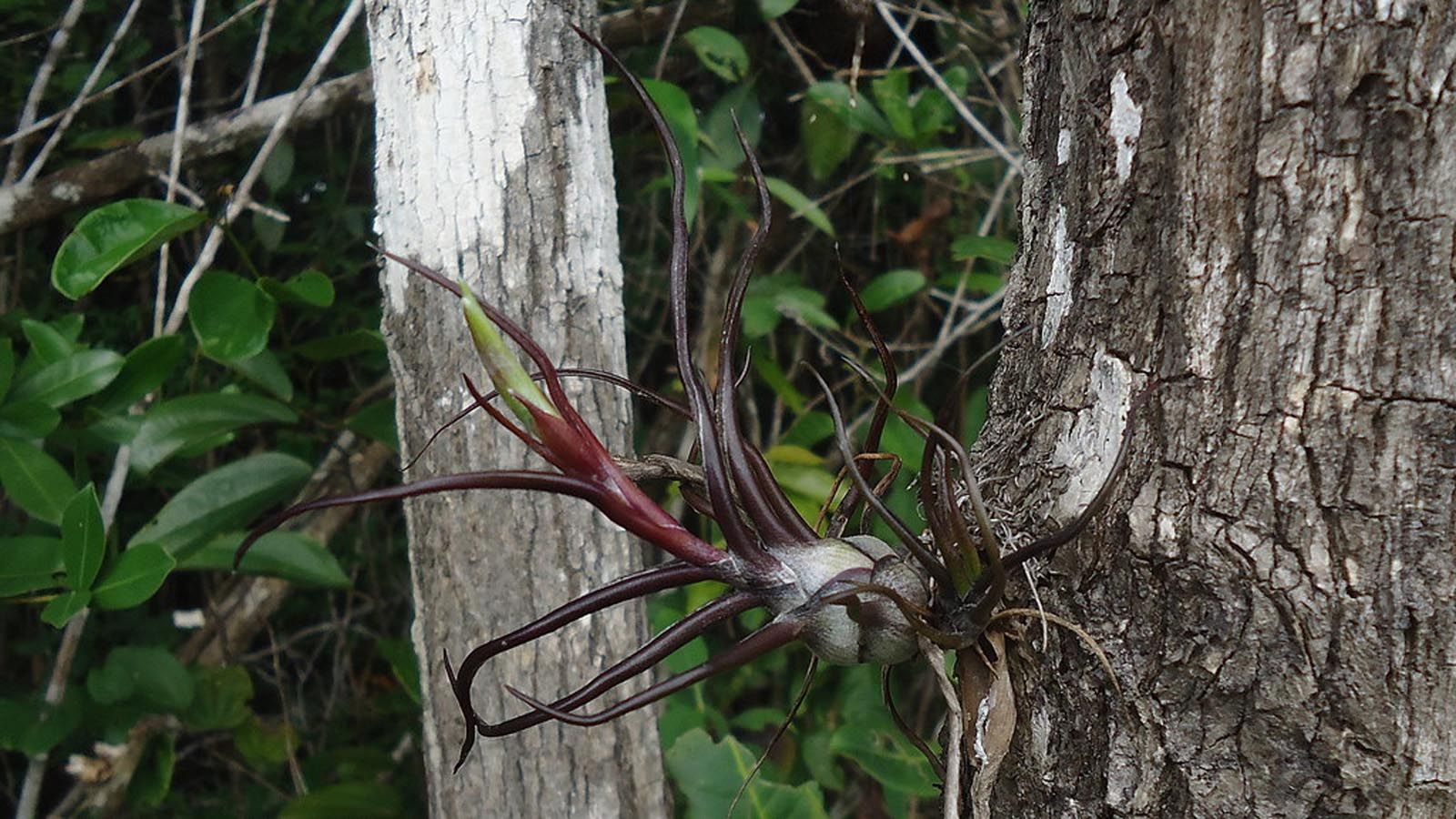 Plantas de aire- Tillandsia bulbosa Tillandsia bulbosa