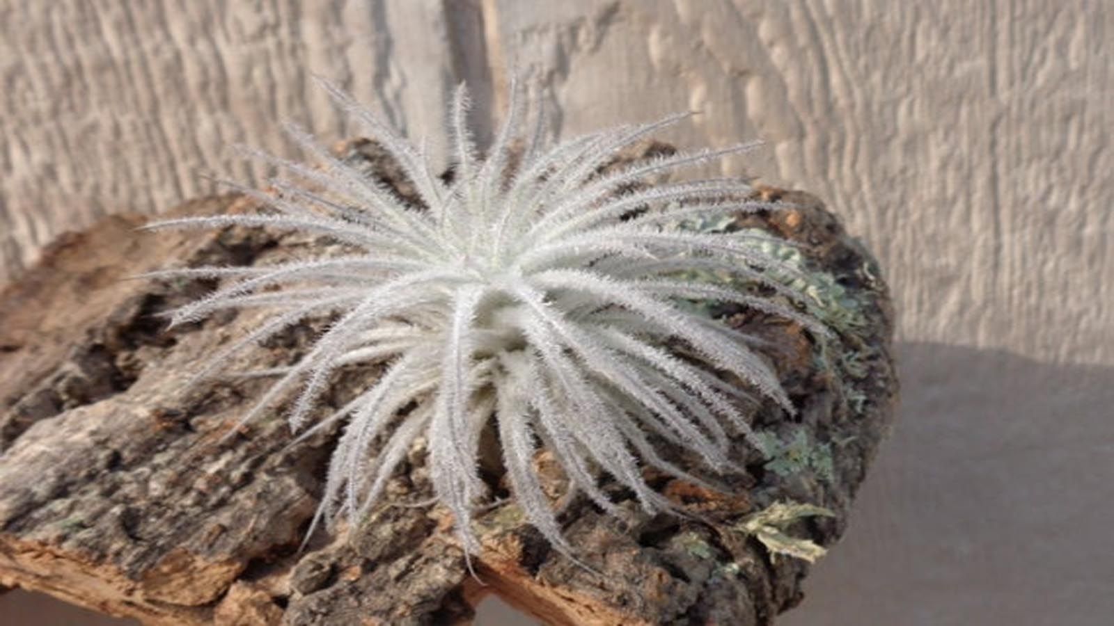 Plantas de aire - Tillandsia nieve Tillandsia nieve