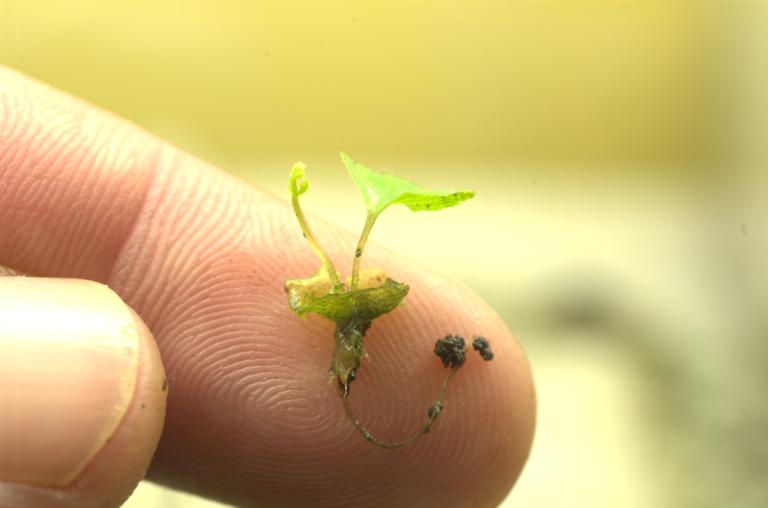 Beneficios de la jardinería paisajista 2 Beneficios de la jardinería paisajista