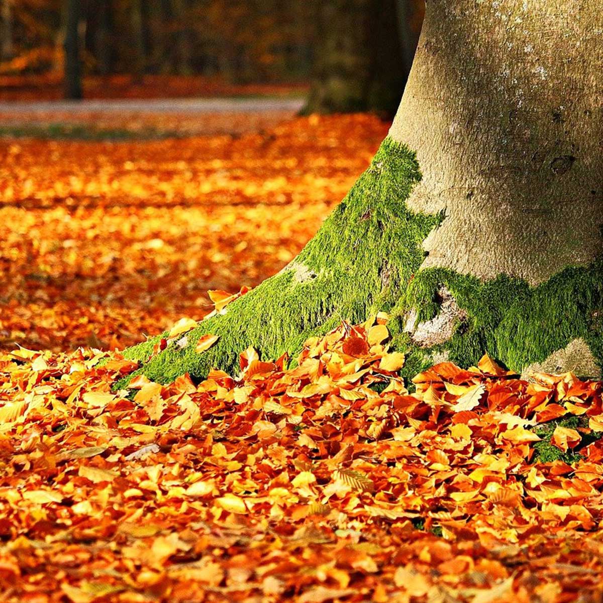 Jardín en temporada de otoño: 10 tareas claves para su cuidado - limpieza de hojas Jardín en temporada de otoño: 10 tareas claves para su cuidado - limpieza de hojas