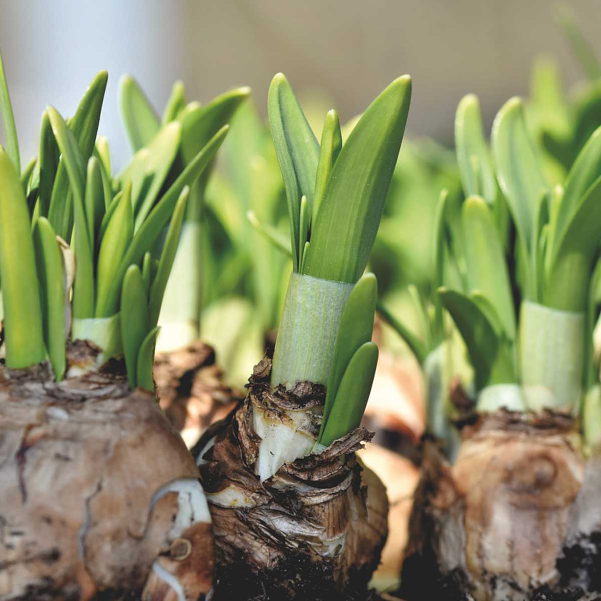 Jardín en temporada de otoño: 10 tareas claves para su cuidado - Siembra de bulbos Jardín en temporada de otoño: 10 tareas claves para su cuidado - Siembra de bulbos