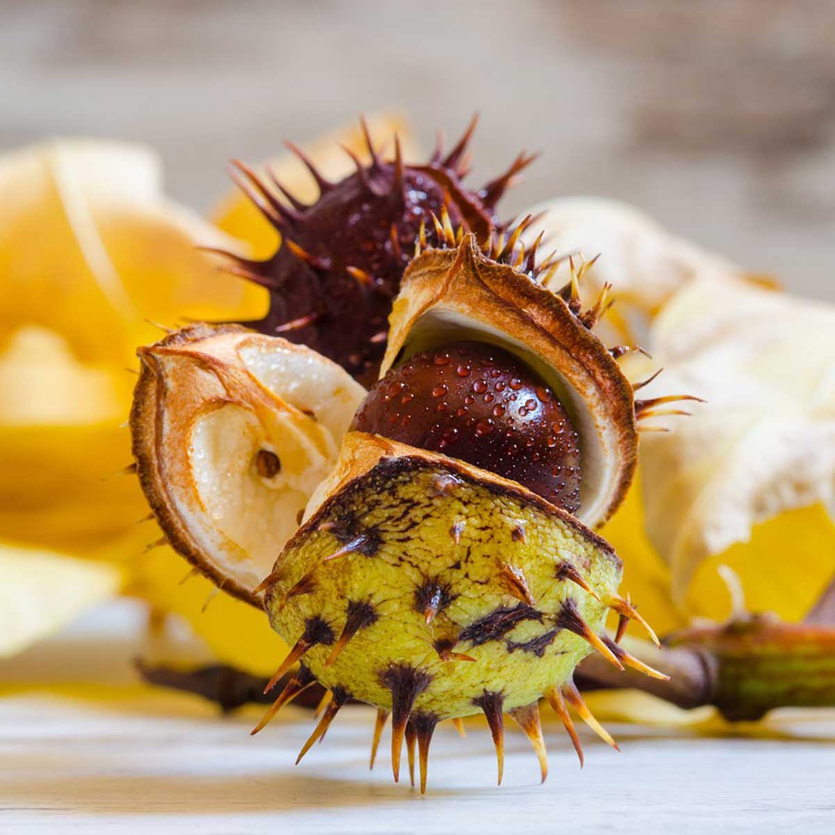 Jardín en temporada de otoño: 10 tareas claves para su cuidado - Cosecha de semillas Jardín en temporada de otoño: 10 tareas claves para su cuidado - Cosecha de semillas
