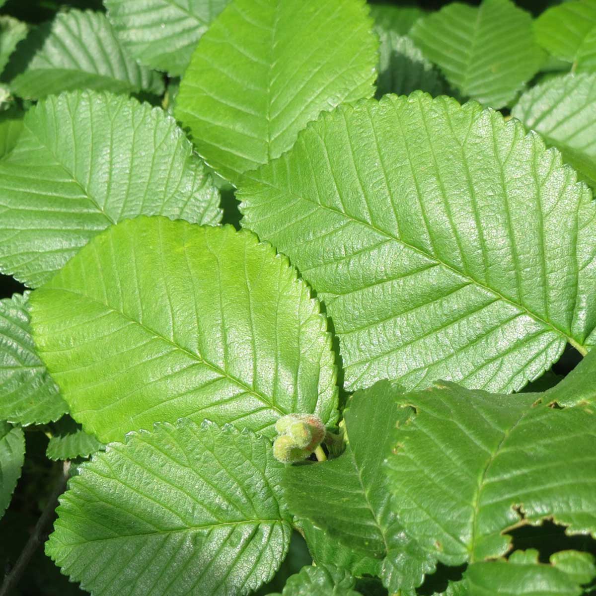 Mejores plantas para jardines franceses - Olmo Mejores plantas para jardines franceses - Olmo