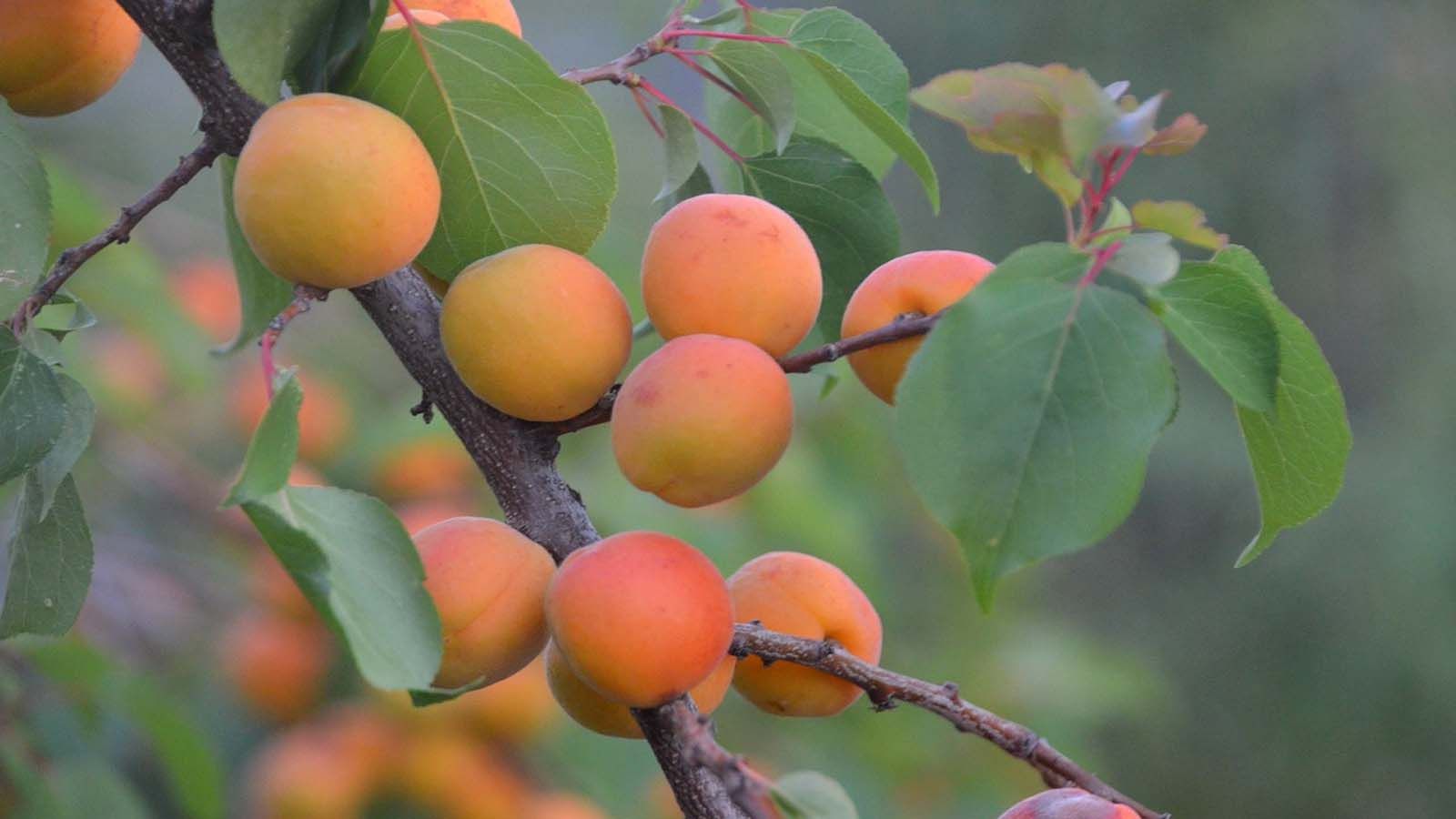 Albaricoque (Prunus armeniaca) Albaricoque (Prunus armeniaca)