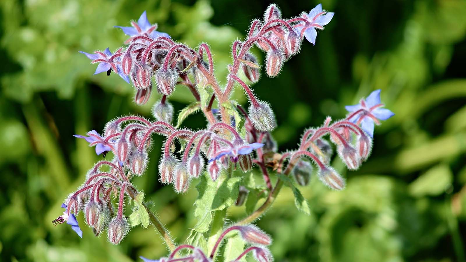 Borraja (Borago officinalis) Borraja (Borago officinalis)