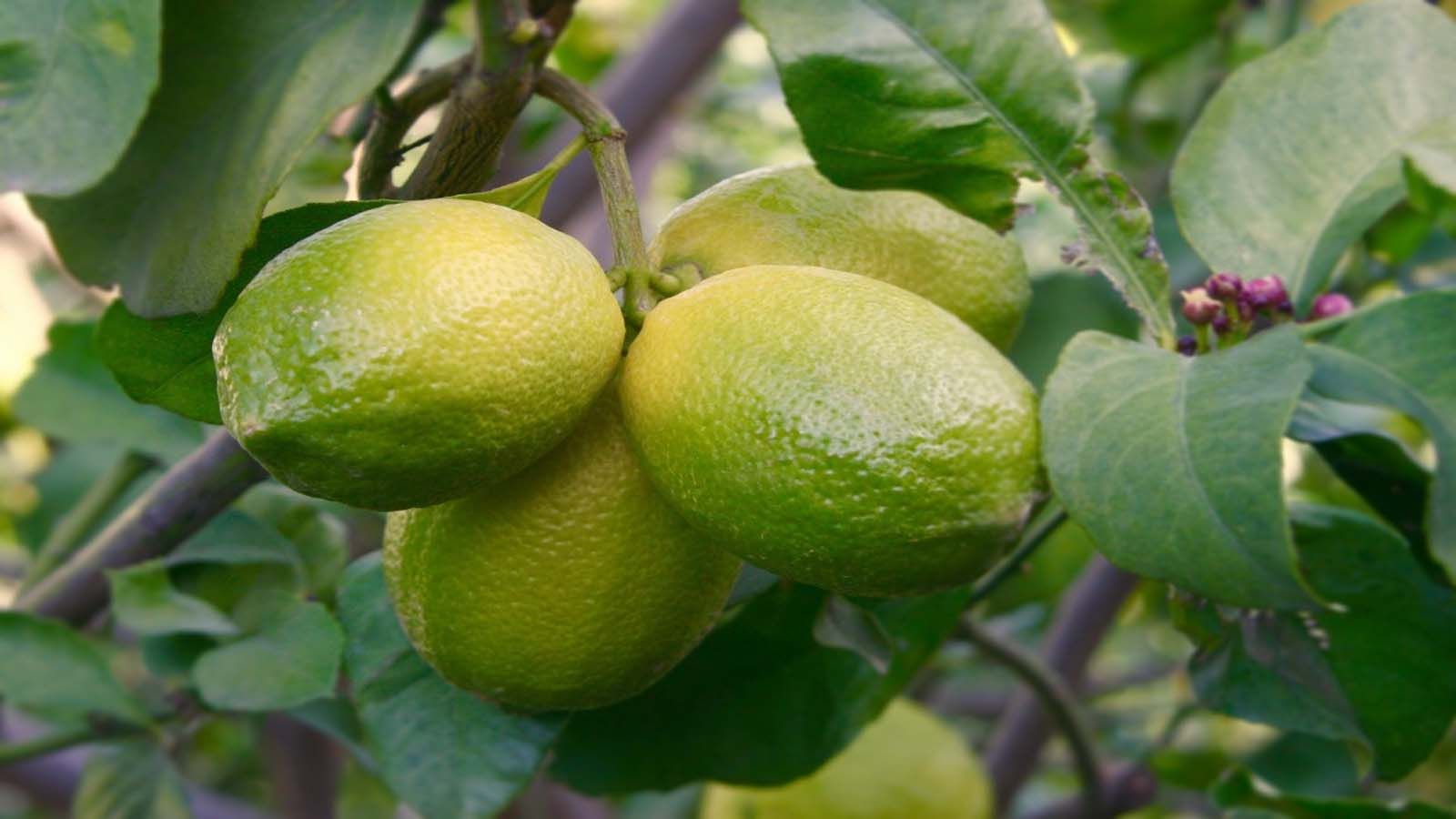 Limonero (Citrus acida) Limonero (Citrus acida)