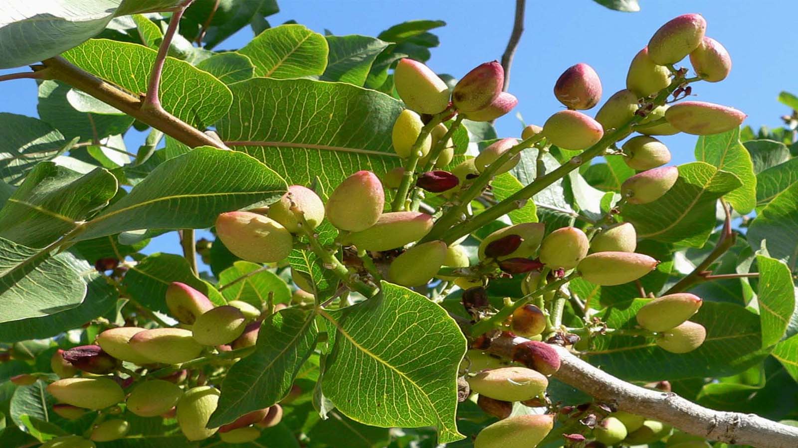 Pistachero (Pistacia vera) Pistachero (Pistacia vera)
