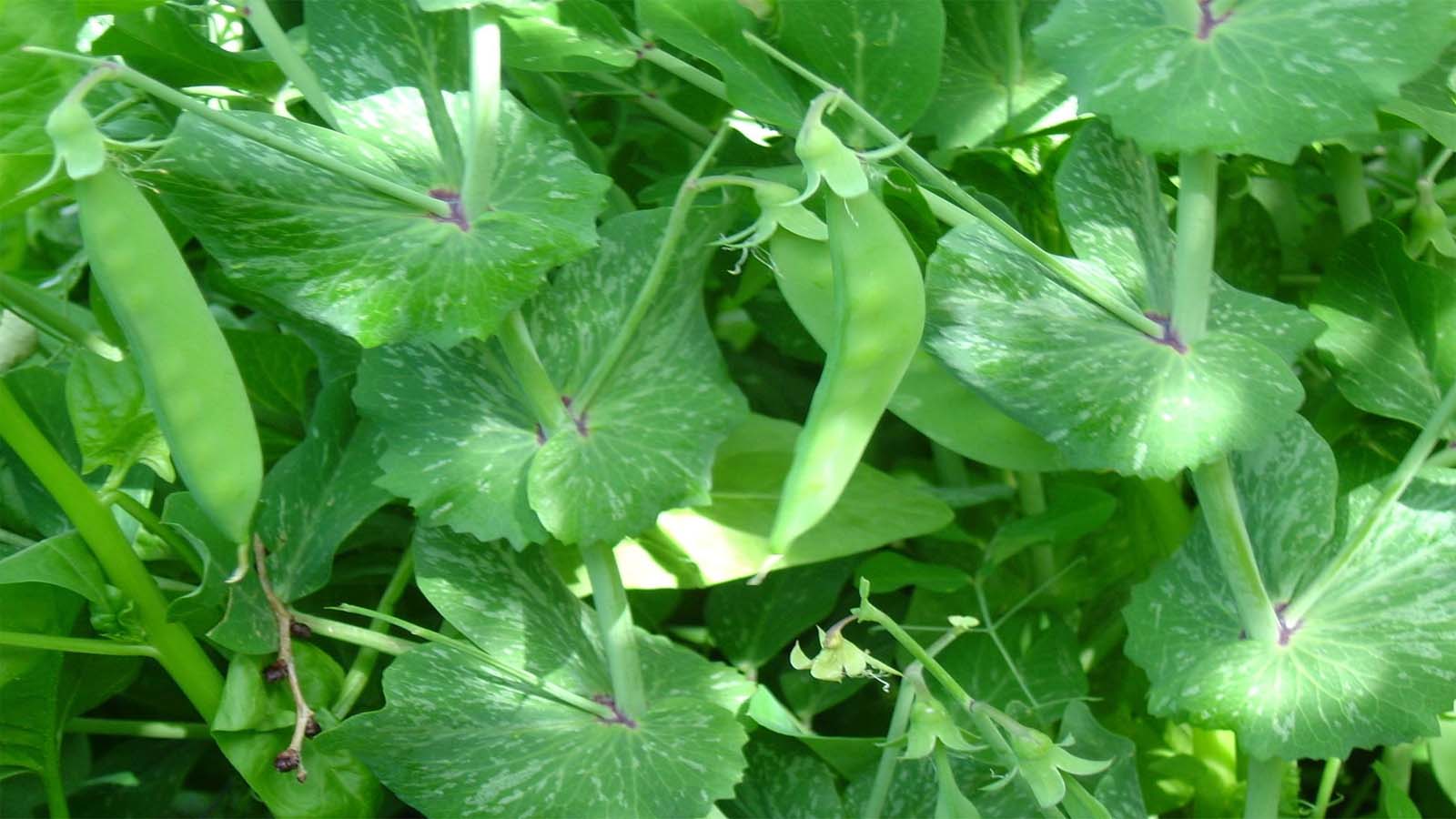 Arveja (Pisum sativum)