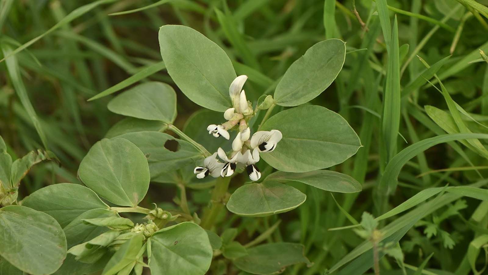 Haba (Vicia faba)
