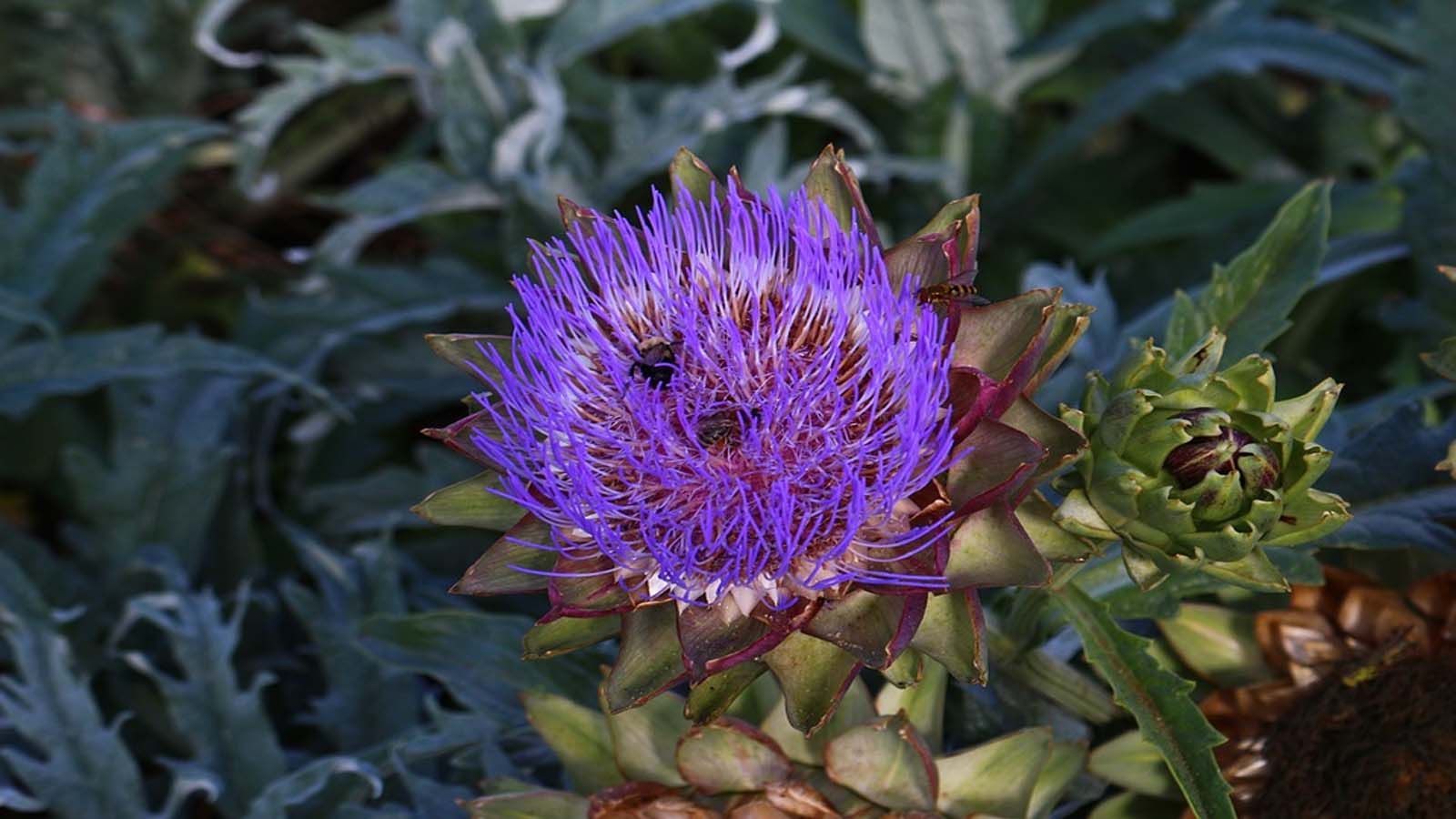 Jardín Botánico de Montreal 2