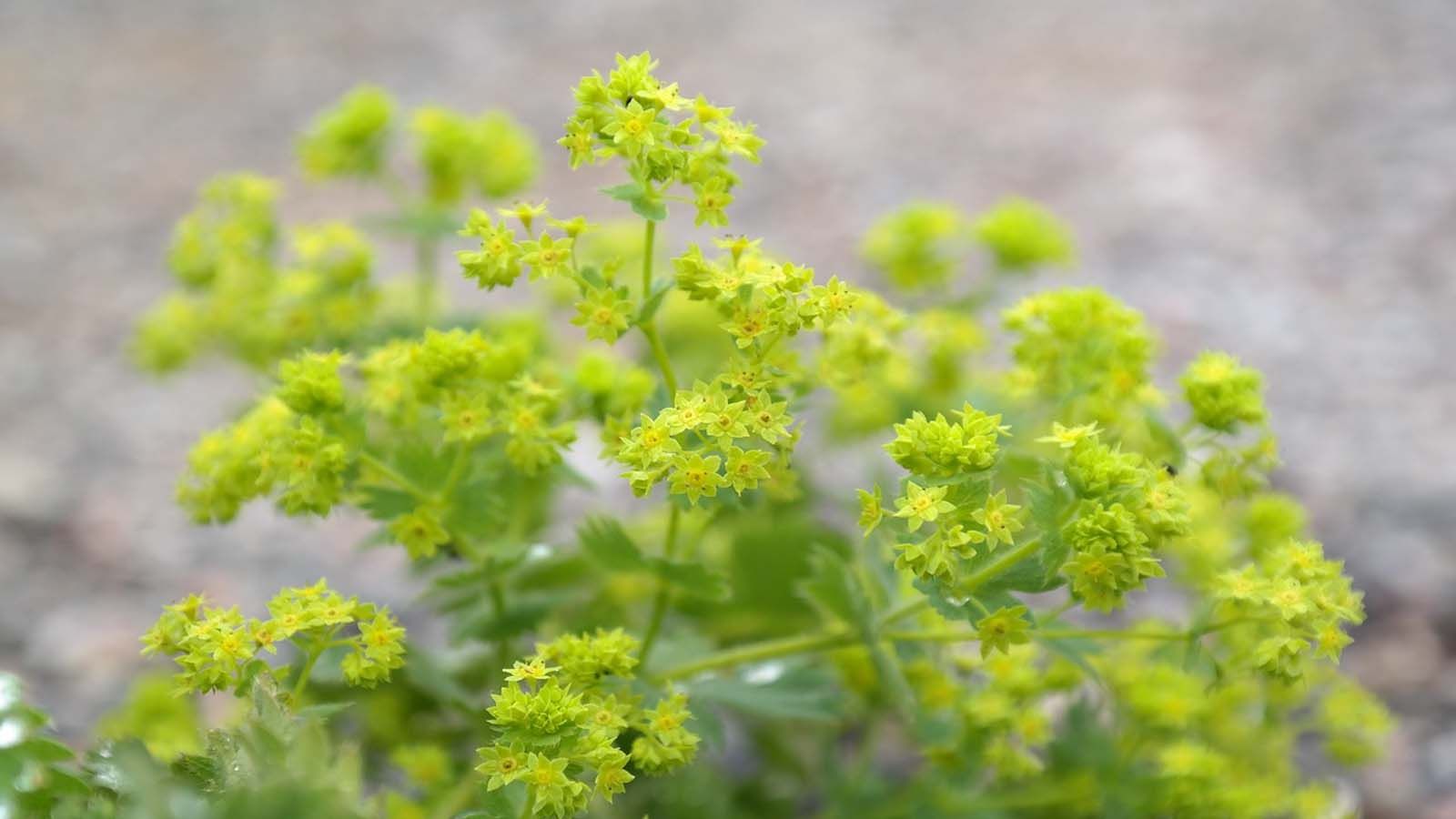 qué sembrar en enero - pie de león Pie de león (Alchemilla vulgaris)