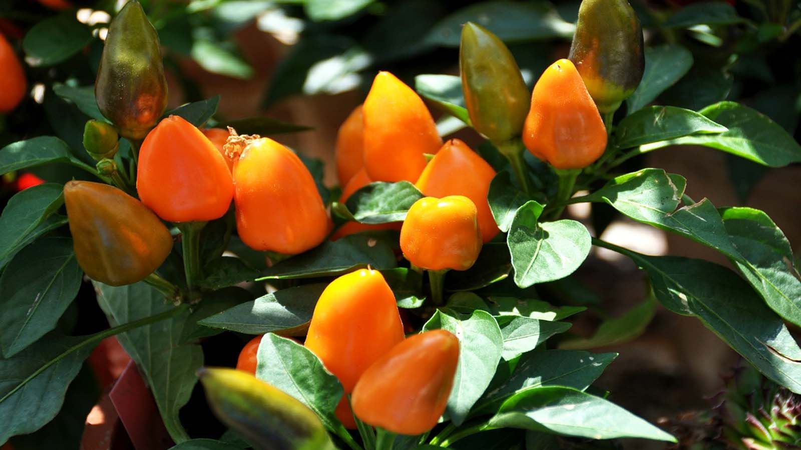 Pimiento (Capsicum annuum)