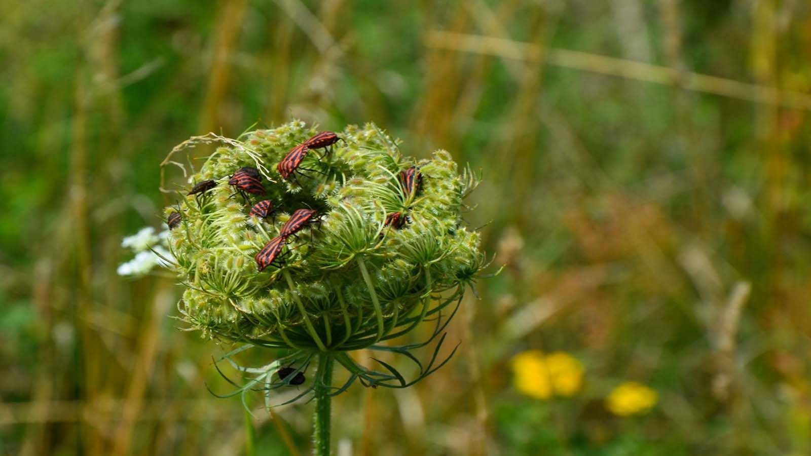 qué sembrar en enero - zanahoria Zanahoria (Daucus carota)