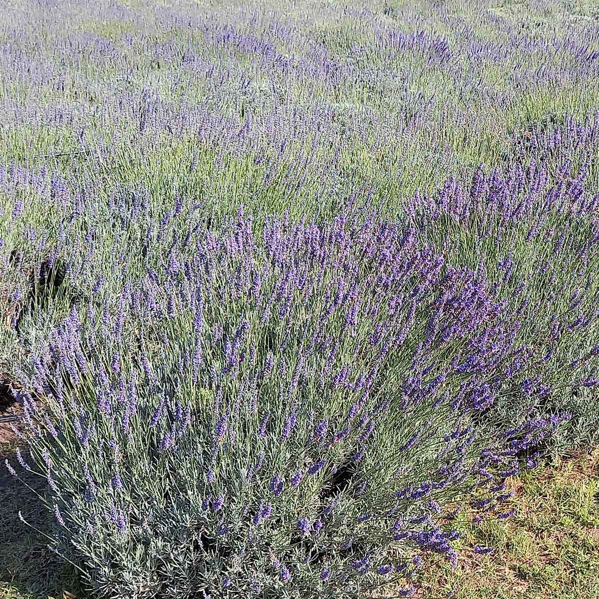 Cultivo de lavándulas: un rincón fragante en La Cumbre (Córdoba, Argentina) Cultivo de lavándulas: un rincón fragante en La Cumbre (Córdoba, Argentina)
