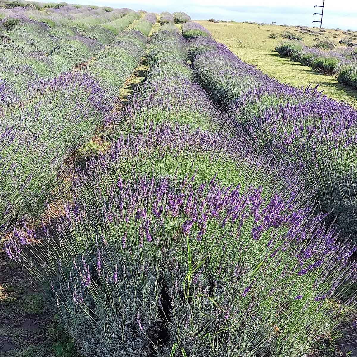 Cultivo de lavanda utilizado en proyectos de paisajismo regenerativo