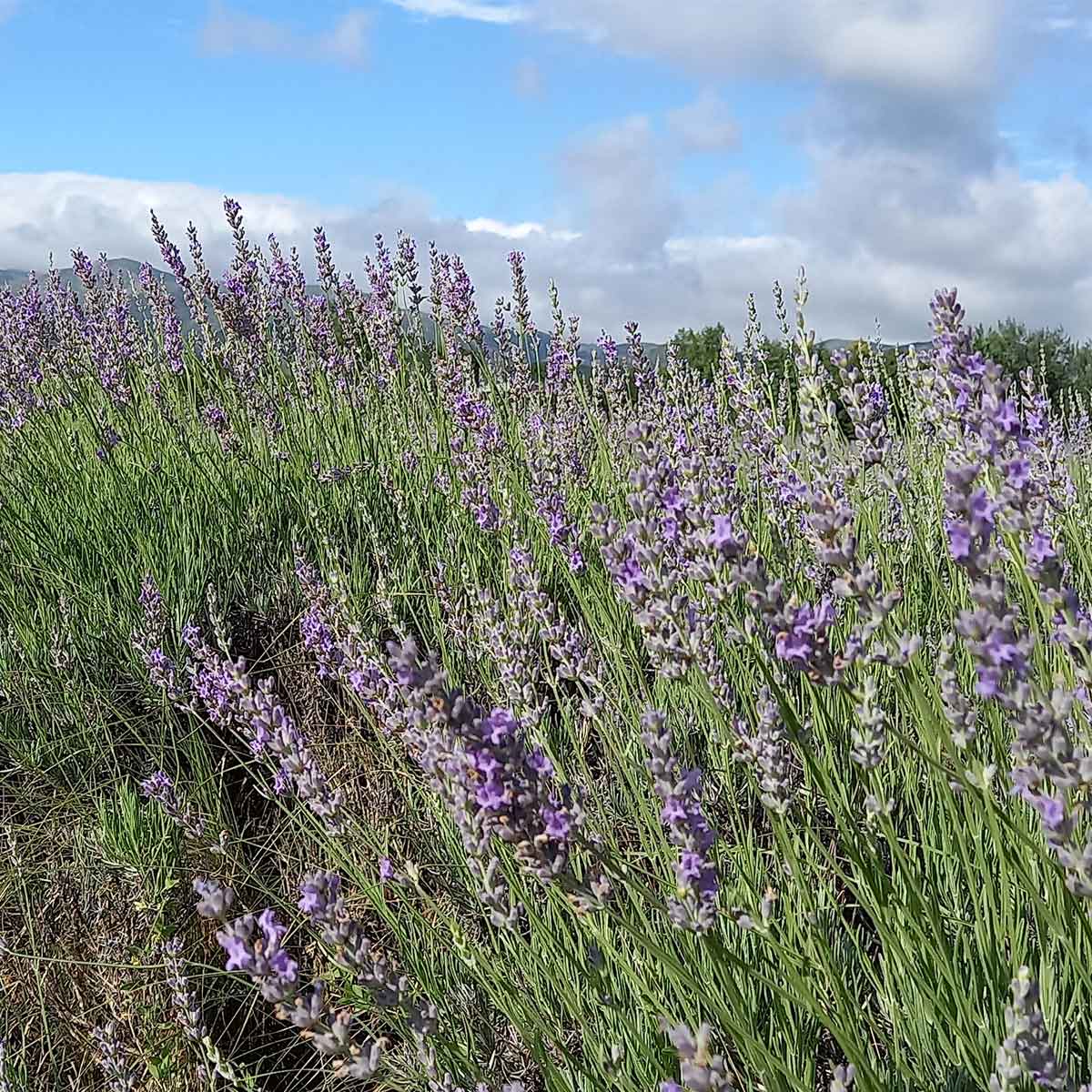 Cultivo de lavándulas: un rincón fragante en La Cumbre (Córdoba, Argentina) Cultivo de lavándulas: un rincón fragante en La Cumbre (Córdoba, Argentina)