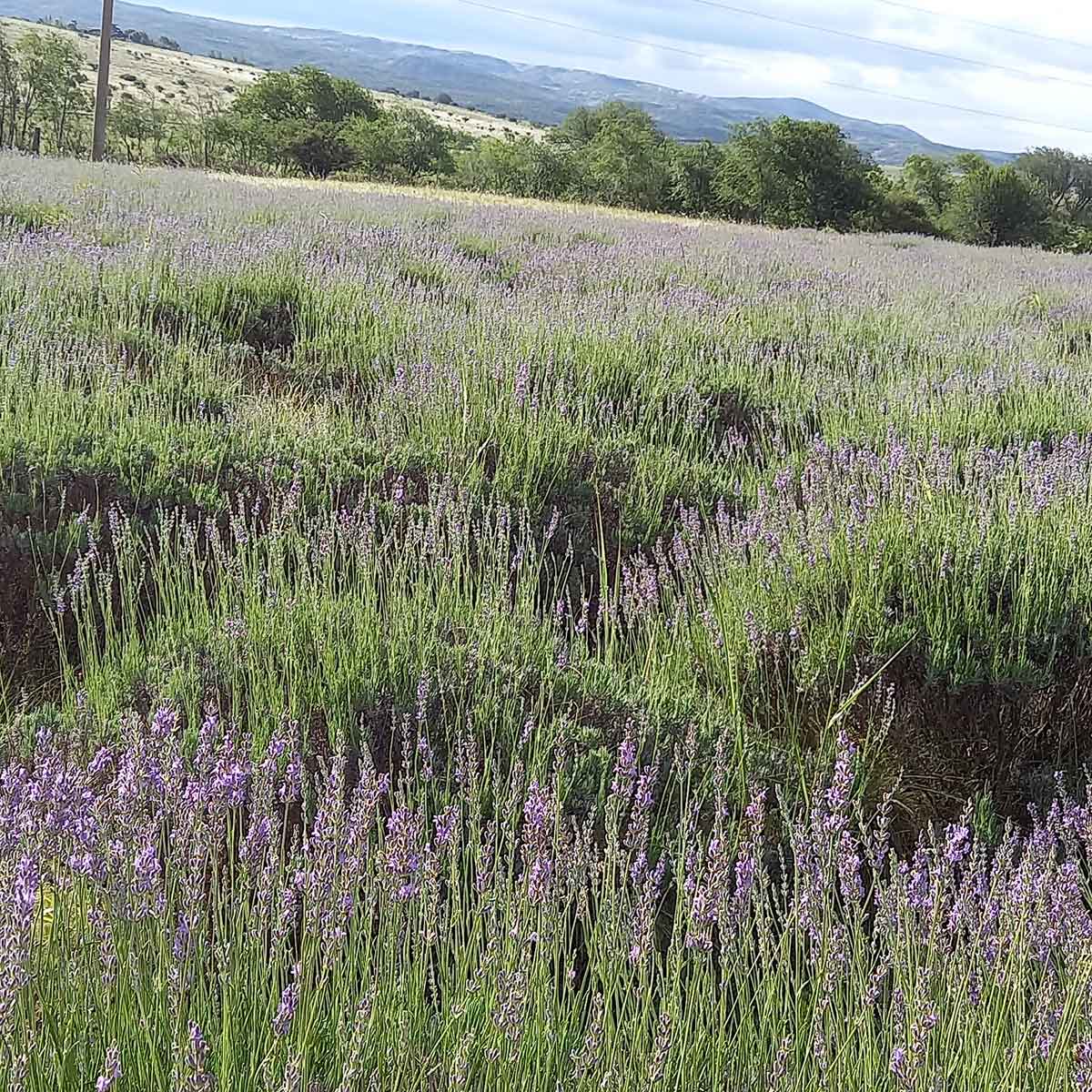 Campo de lavandas: un rincón fragante en La Cumbre (Córdoba, Argentina) Campo de lavandas: un rincón fragante en La Cumbre (Córdoba, Argentina)