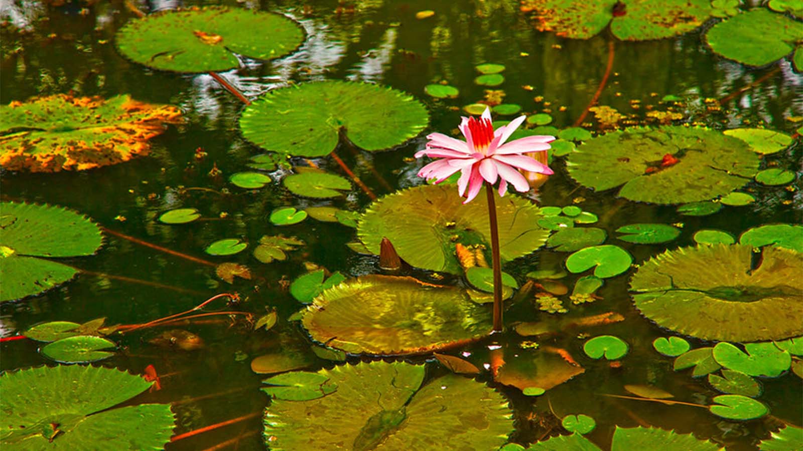 Estanques en el Jardín 