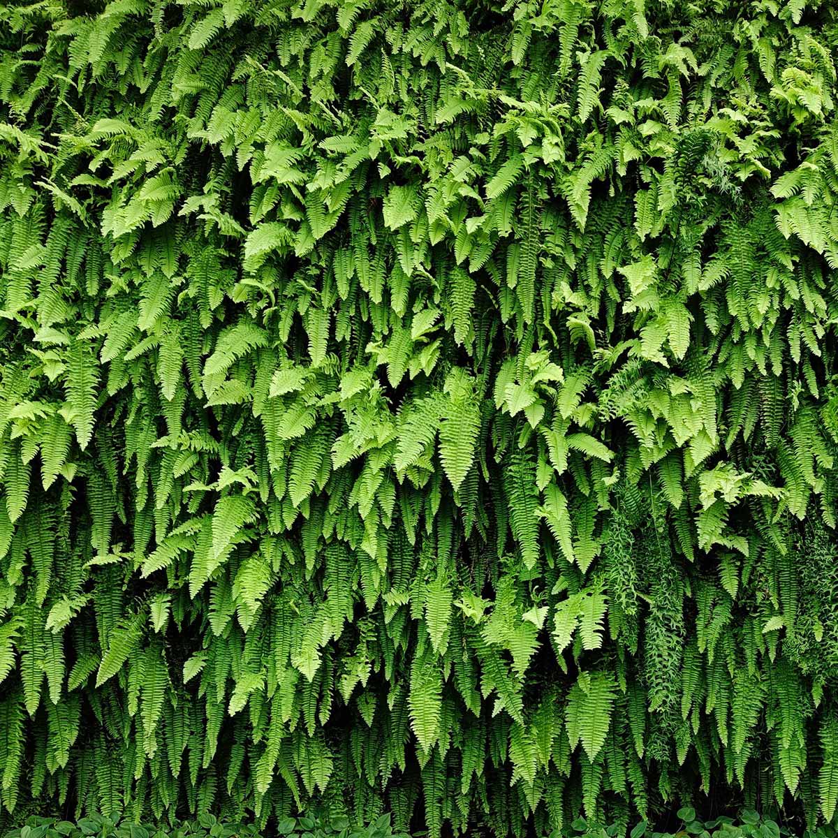 Hacia un índice de sustentabilidad en el proyecto de jardín vertical