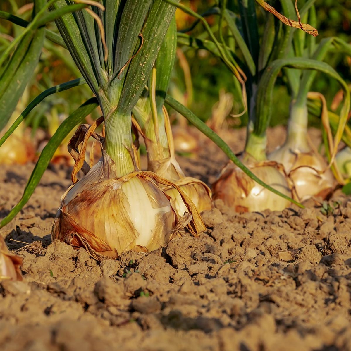 Huertos ecológicos: Tipos, técnicas y tendencias