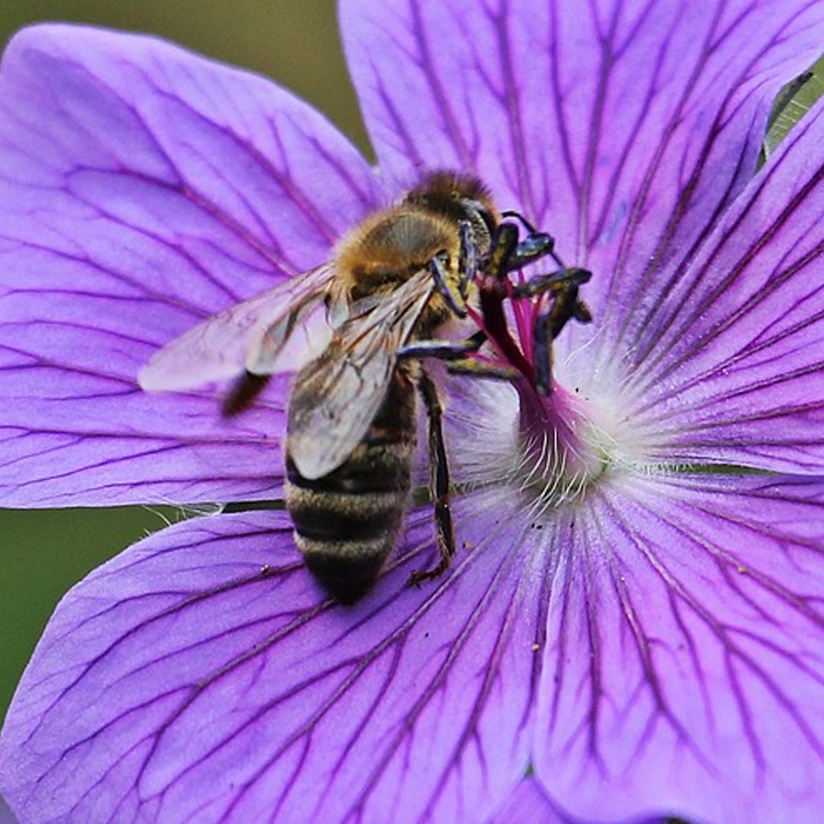 Jardín de vida agreste- Geranio (geranium) Jardín de vida agreste- Geranio (geranium)