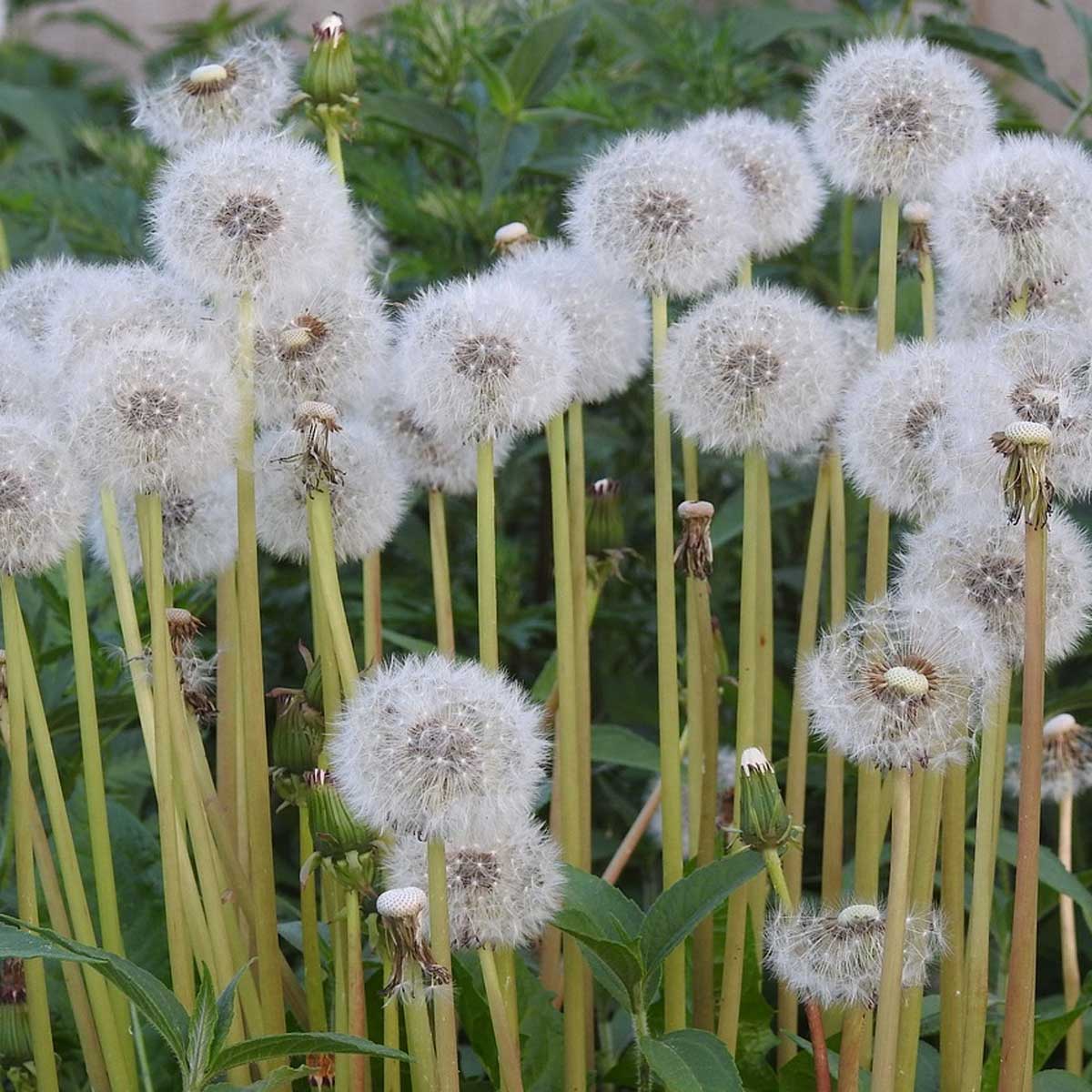 Jardines de vida silvestre - Diente de león (Taraxacum officinale) Jardines de vida silvestre - Diente de león (Taraxacum officinale)
