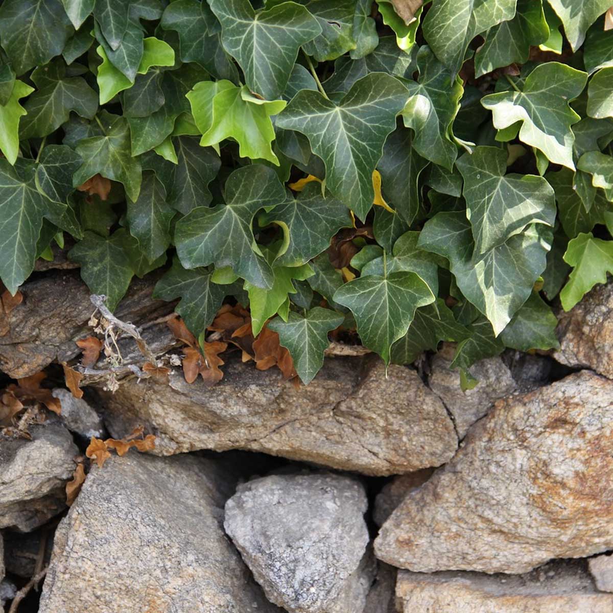 Plantas del mediterráneo para jardines verticales