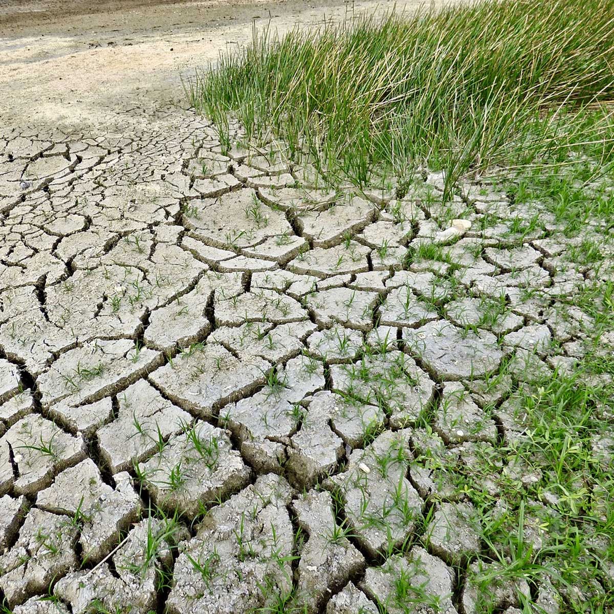 Cambio climático en tu jardín: cómo influir positivamente en él Cambio climático en tu jardín: cómo influir positivamente en él